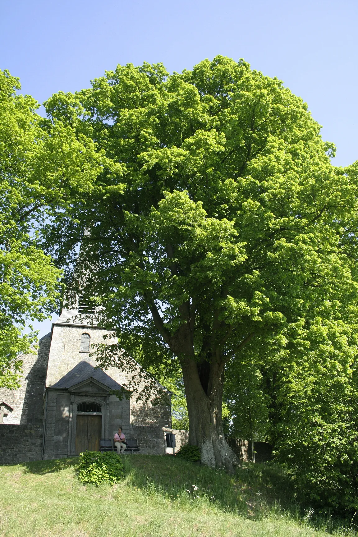 Photo showing: Gelbressée (Belgium), the church of Our Lady of the Nativity and one of its 15 remarkable Large-leaved Lime trees (Tilia platyphyllos).