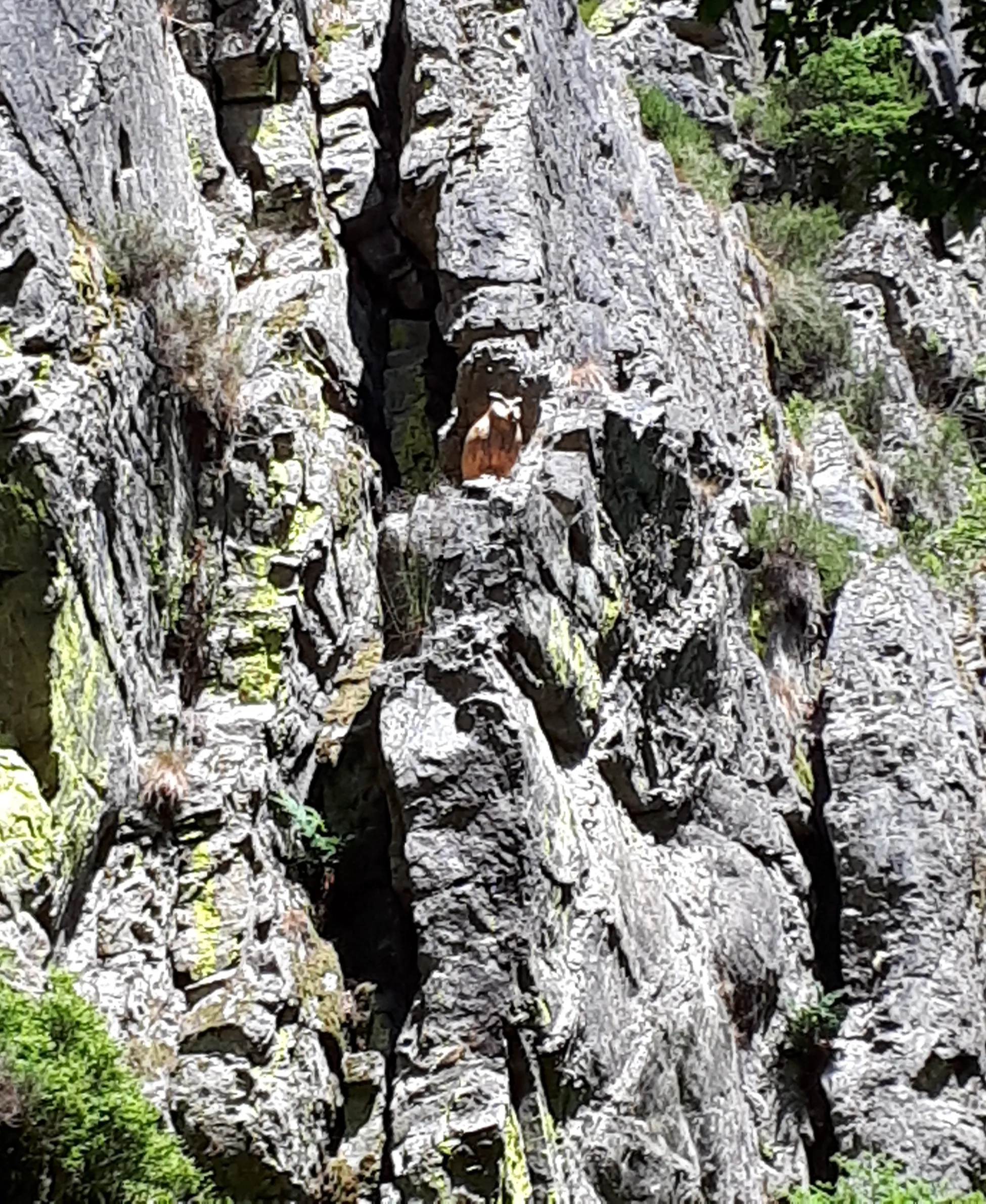 Photo showing: Uhu auf der Felsformation Rocher de Bilisse bei Solwaster