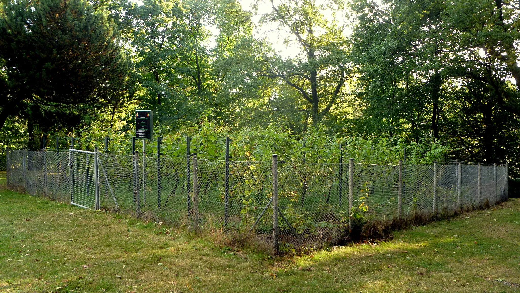 Photo showing: Weinreben im Stadtgarten Aachen