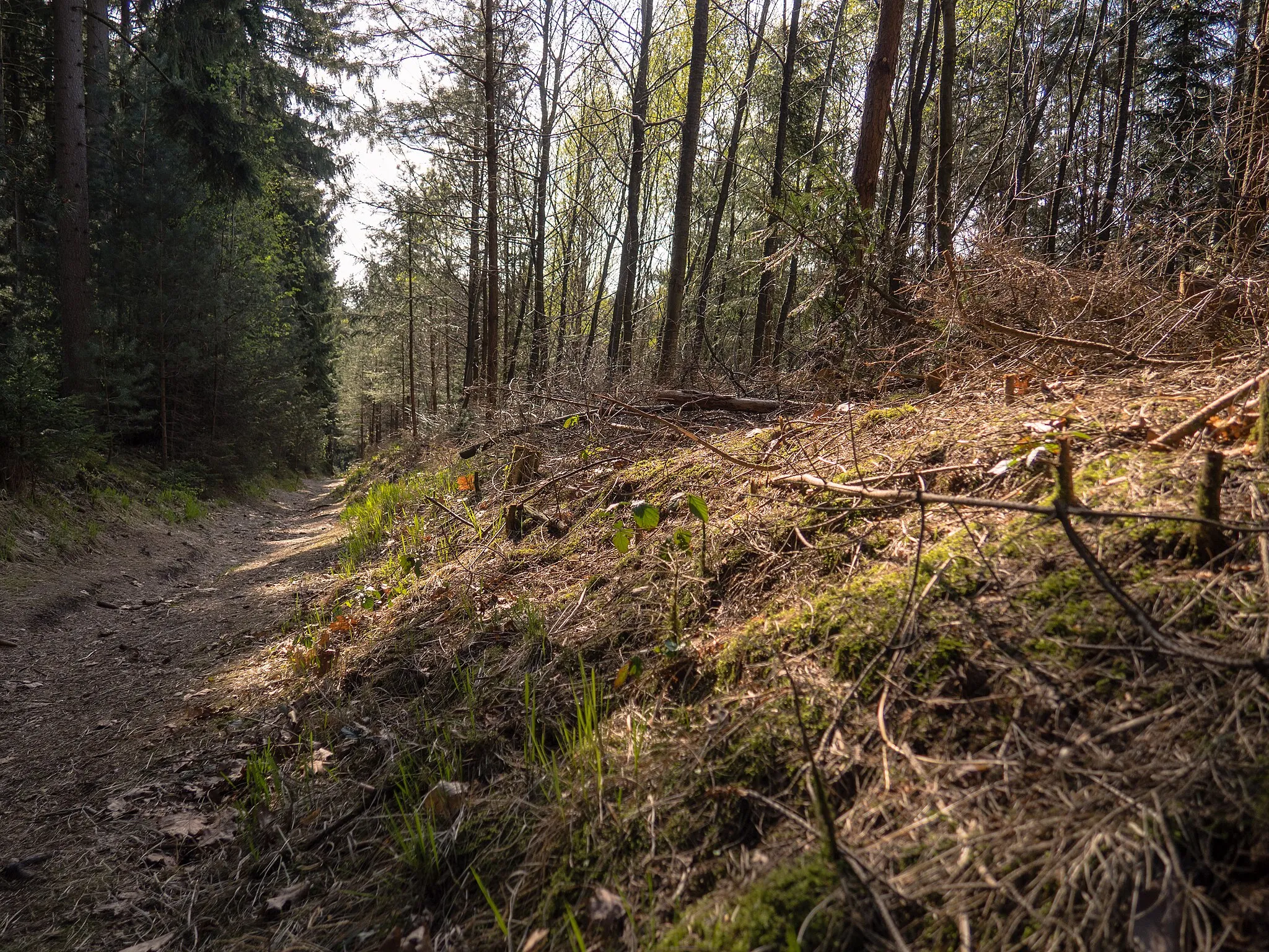 Photo showing: Landschaftsschutzgebiet „Aachen“: Aachener Wald zwischen Lütticher Straße und Eupener Straße