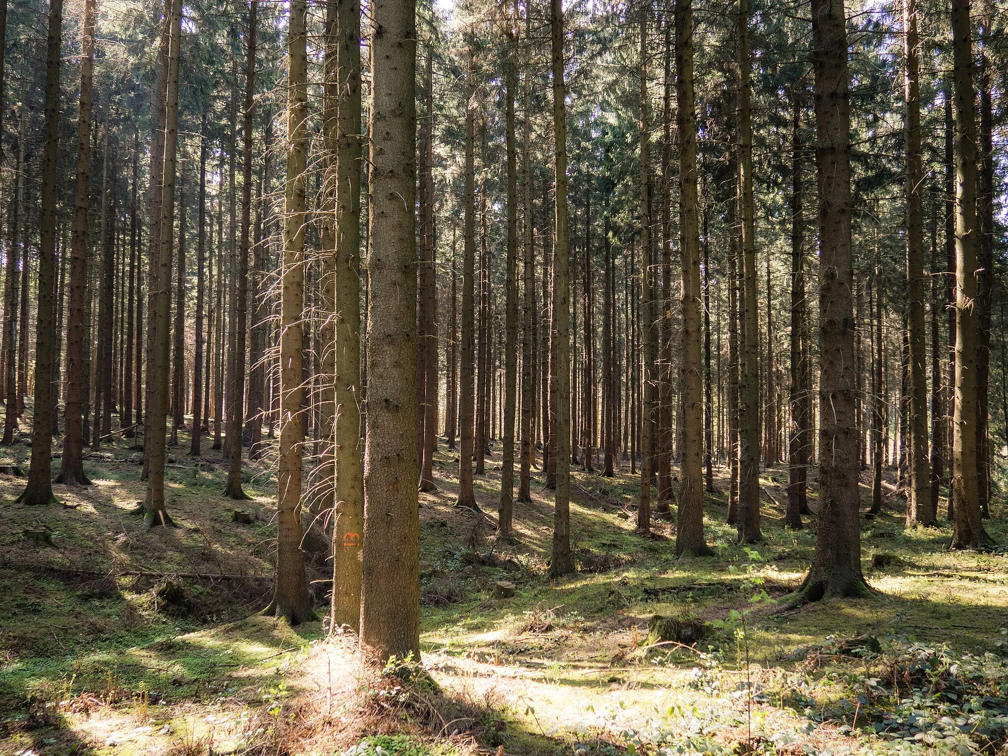 Photo showing: Landschaftsschutzgebiet „Aachen“: Aachener Wald zwischen Lütticher Straße und Eupener Straße