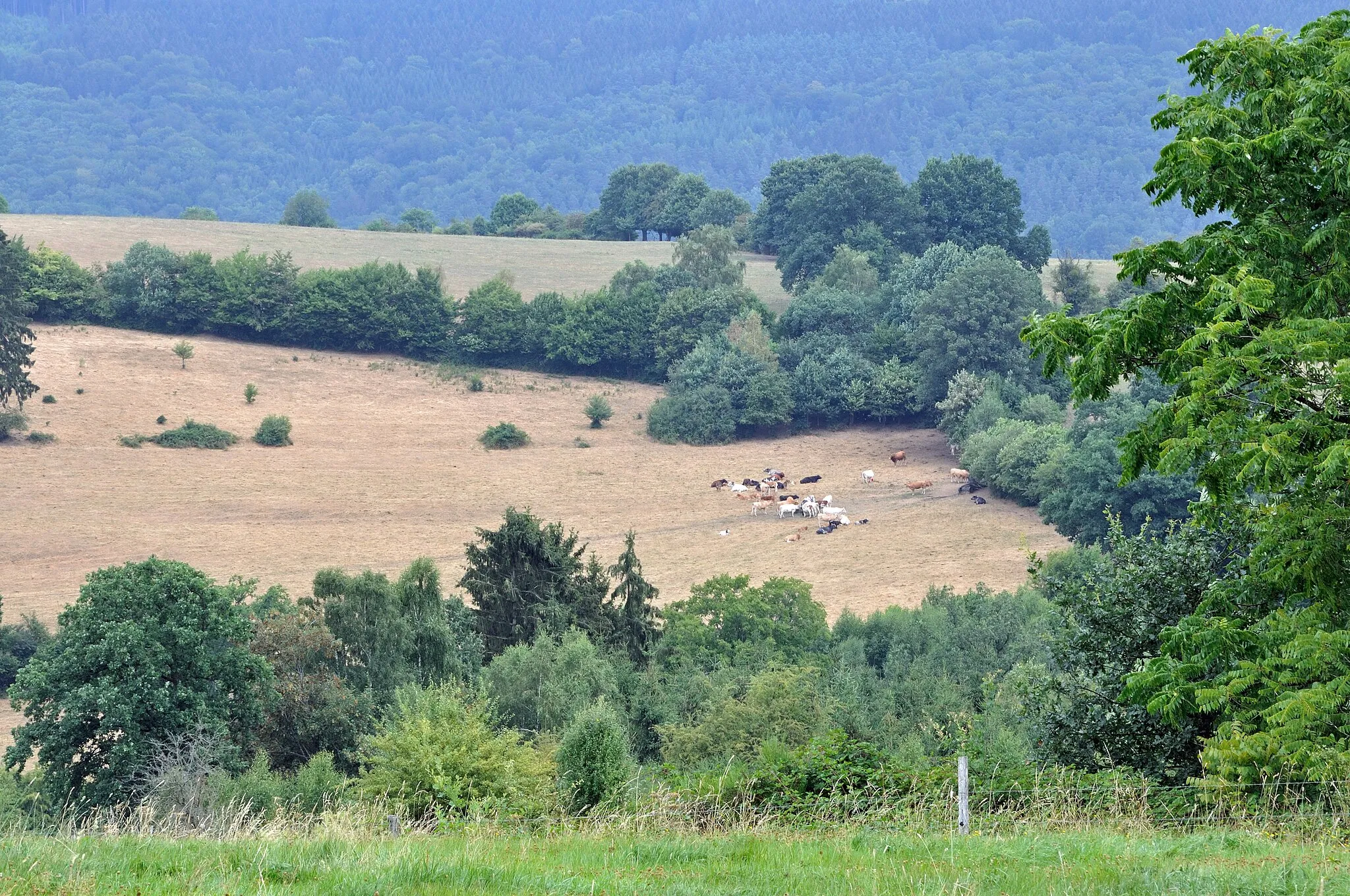 Photo showing: Landscape in Rahier (Stoumont, Wallonia, Belgium)