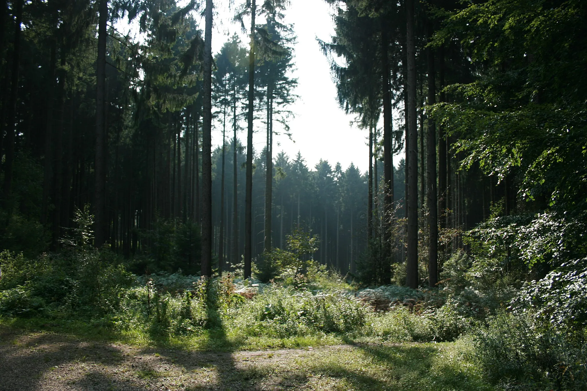 Photo showing: Aachener Wald