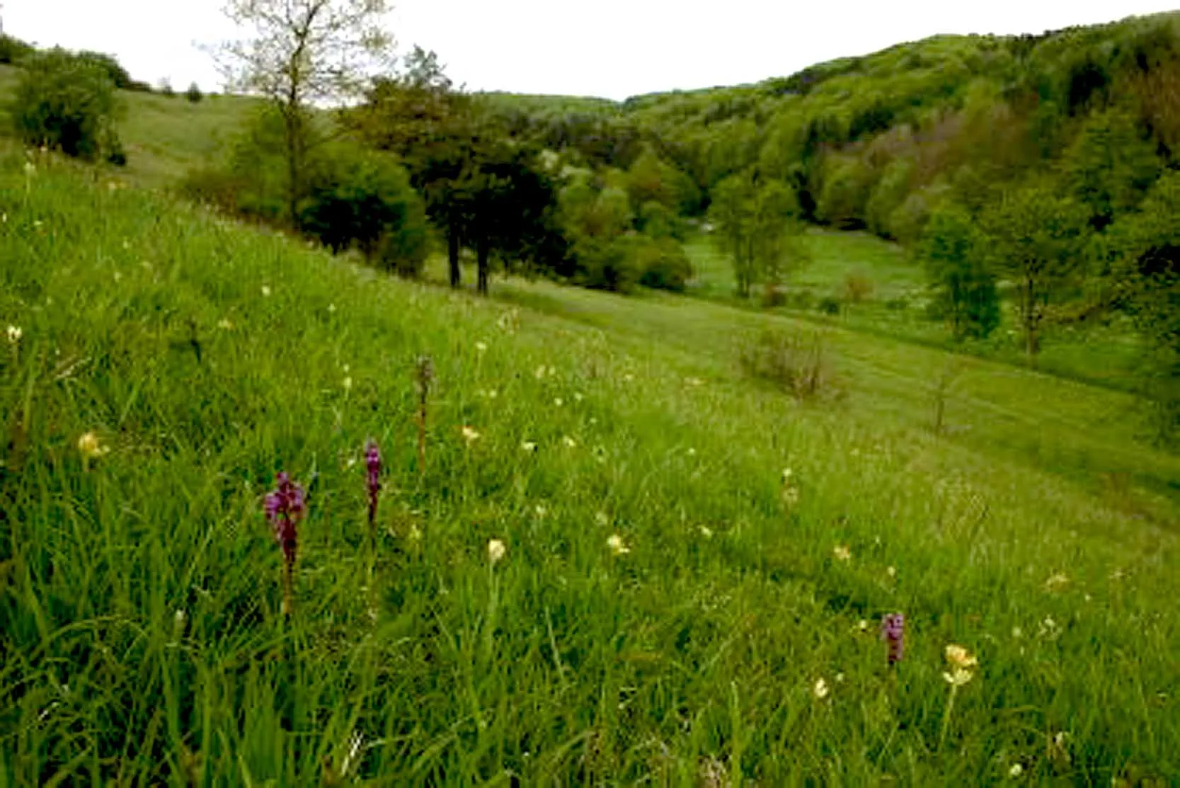 Photo showing: Orchideenwiese im Naturschutzgebiet Gillesbachtal bei Marmagen