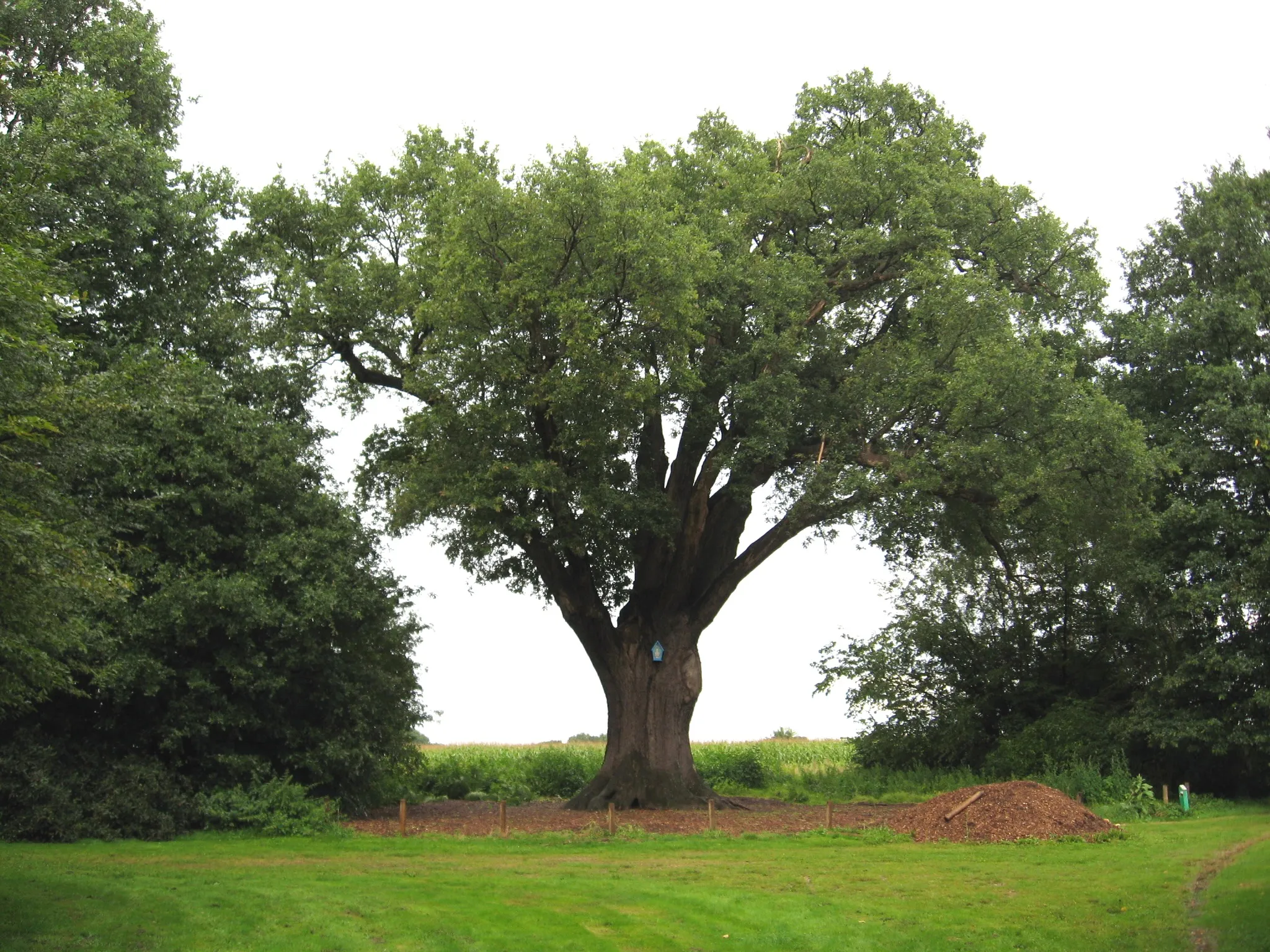 Photo showing: Oak of over 1000 years in Lummen, Limburg, Belgium