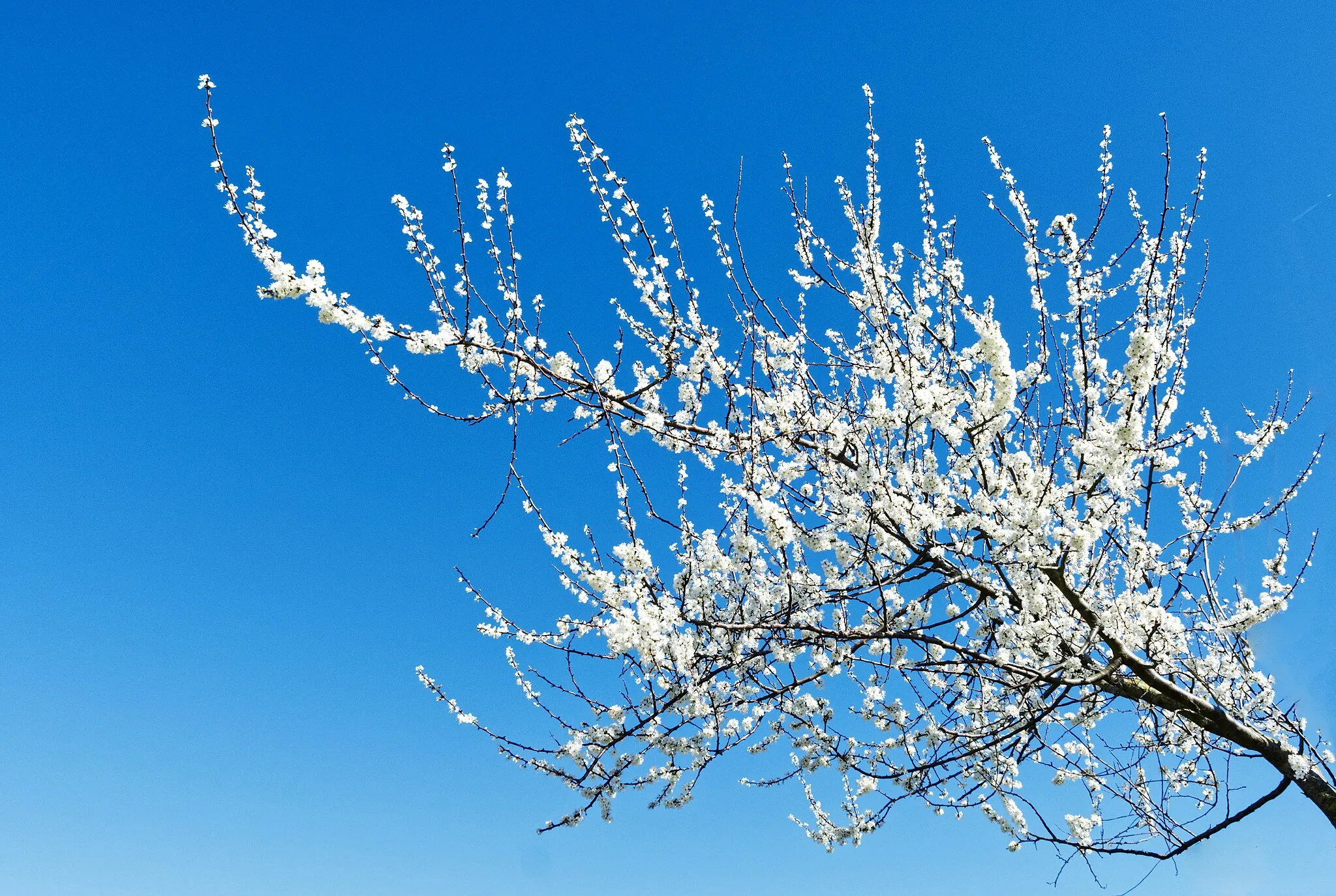 Photo showing: Early blossoming tree branch against a cold blue sky.
[Explored, Mar 27, 2020]:

www.flickr.com/explore/2020/03/27