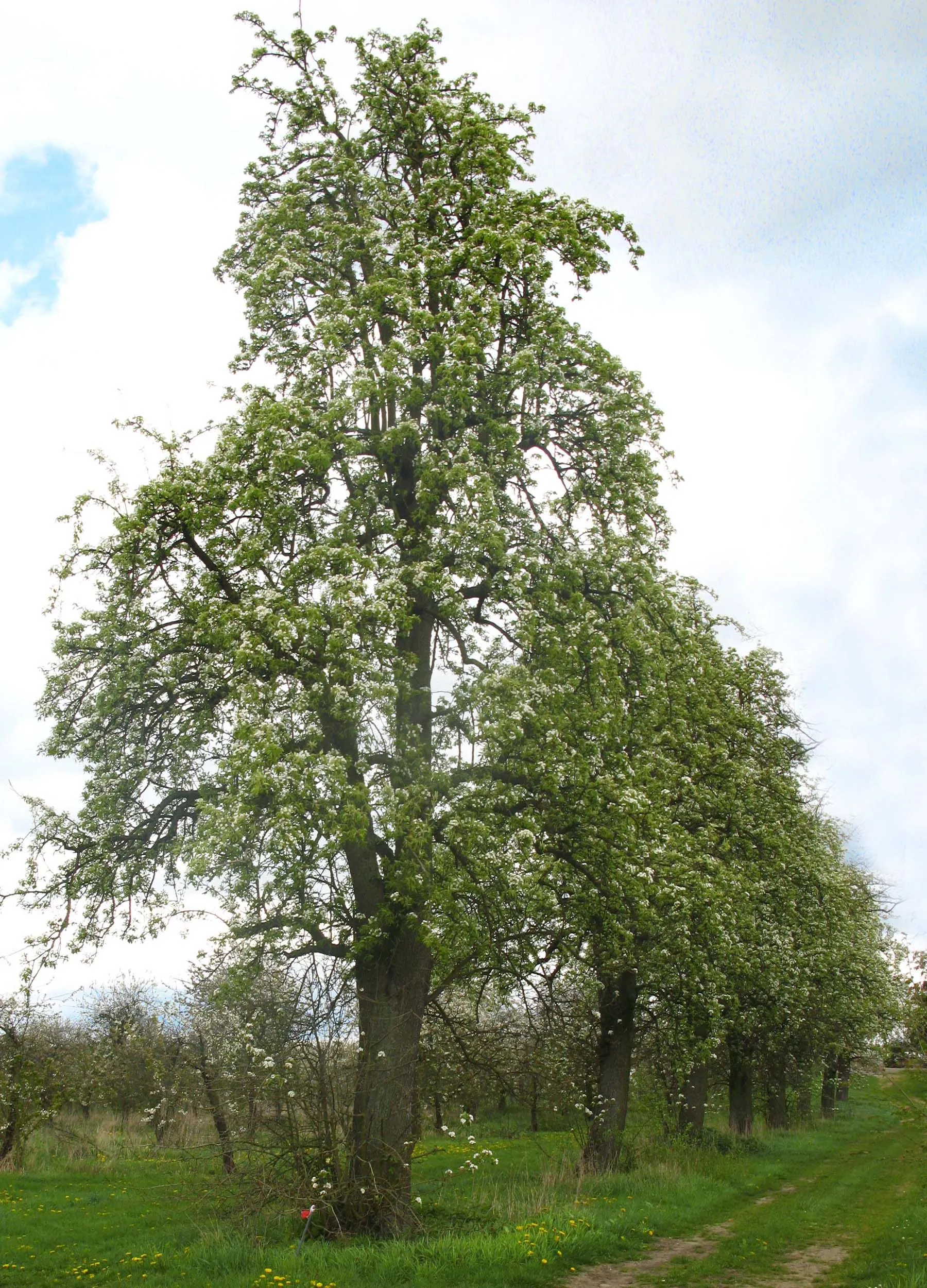 Photo showing: Hoogstam perenbomen langs N80 Gingelom