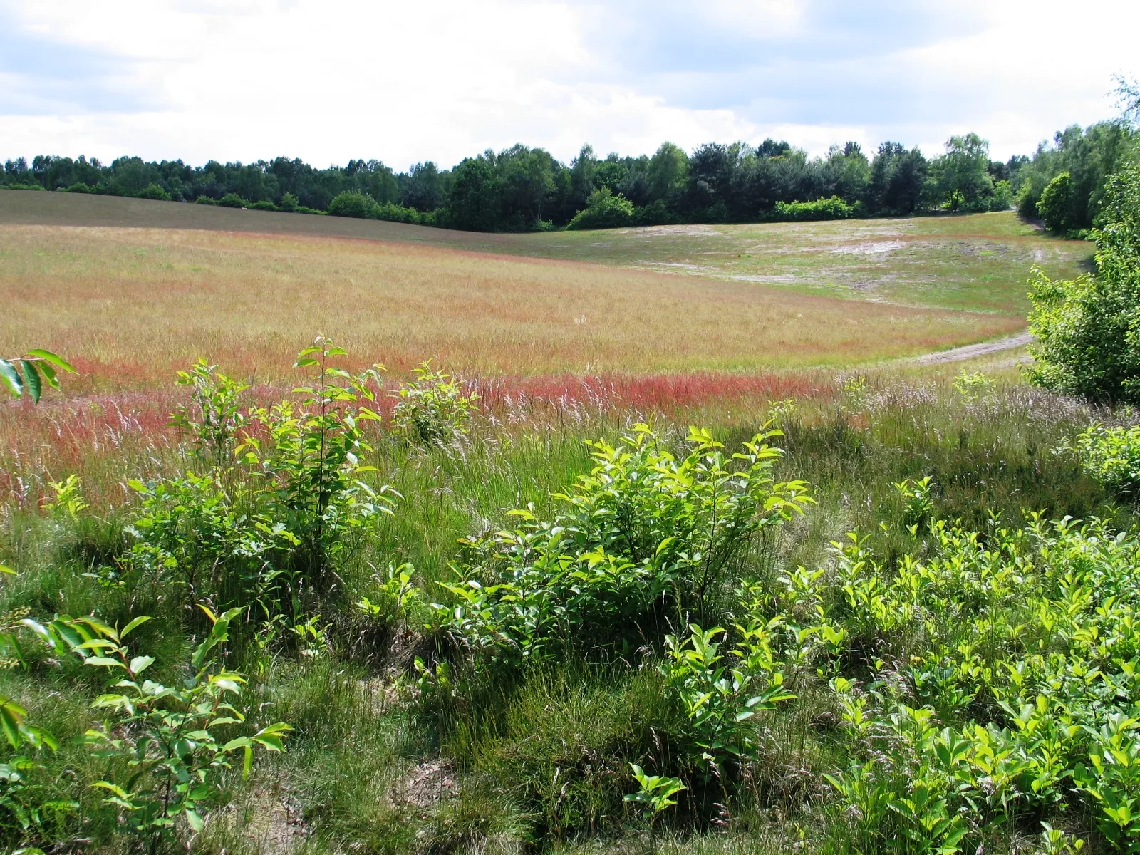 Photo showing: Teut nature reserve in Zonhoven.