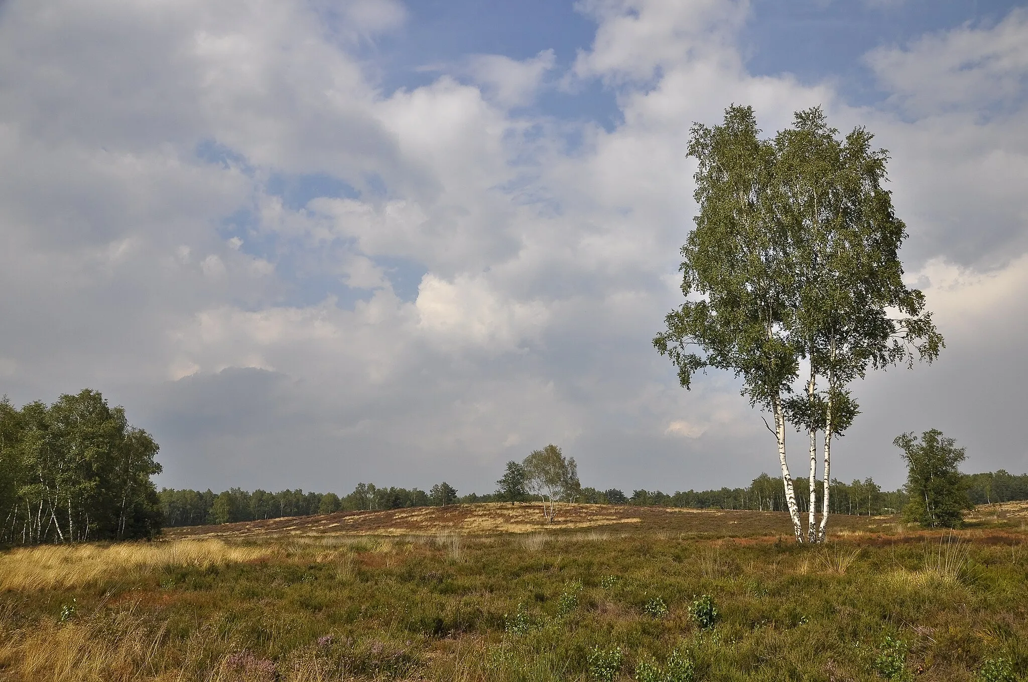 Photo showing: De Teut, een natuurgebied in Zonhoven (België)