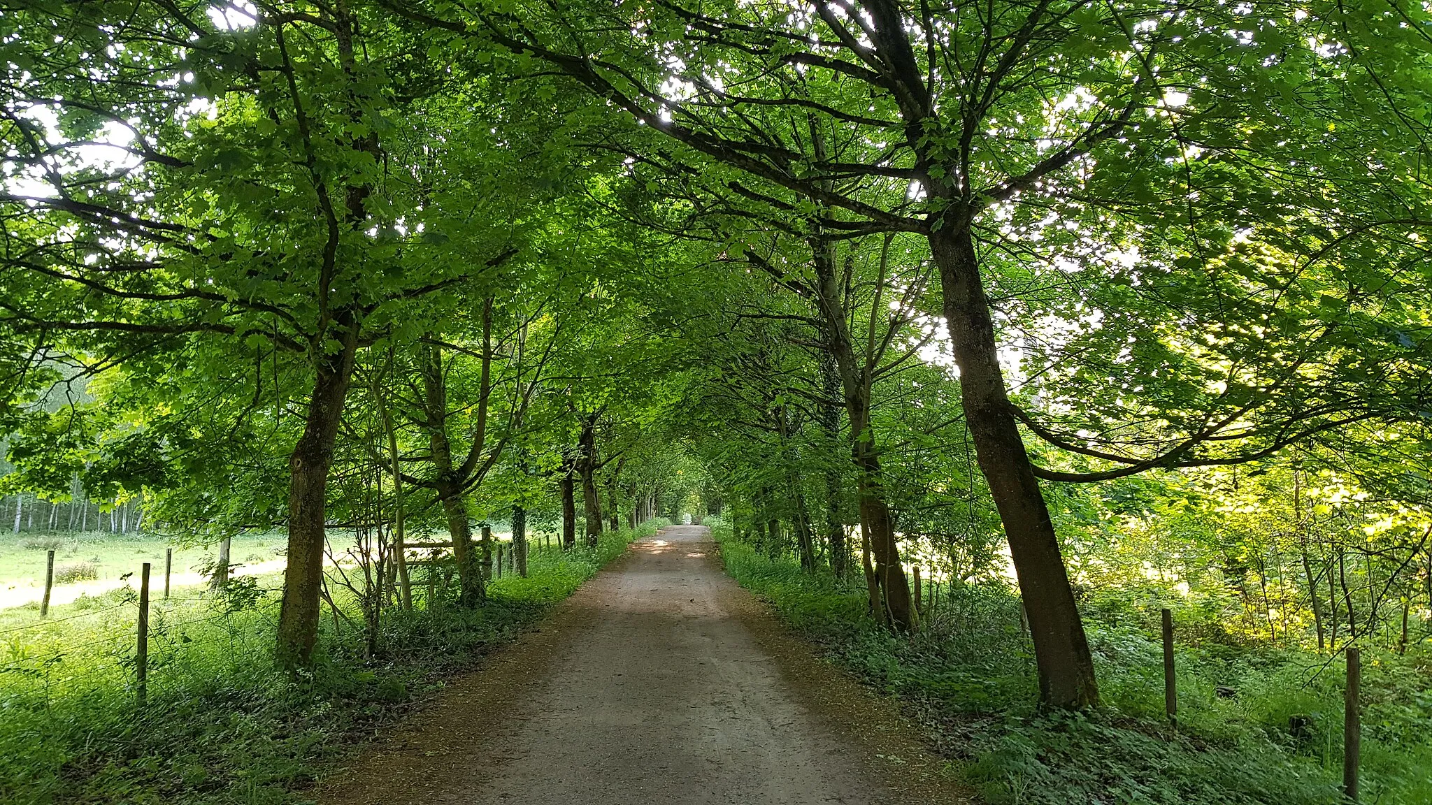 Photo showing: bomenlaan Kattenroth, Schophem, België