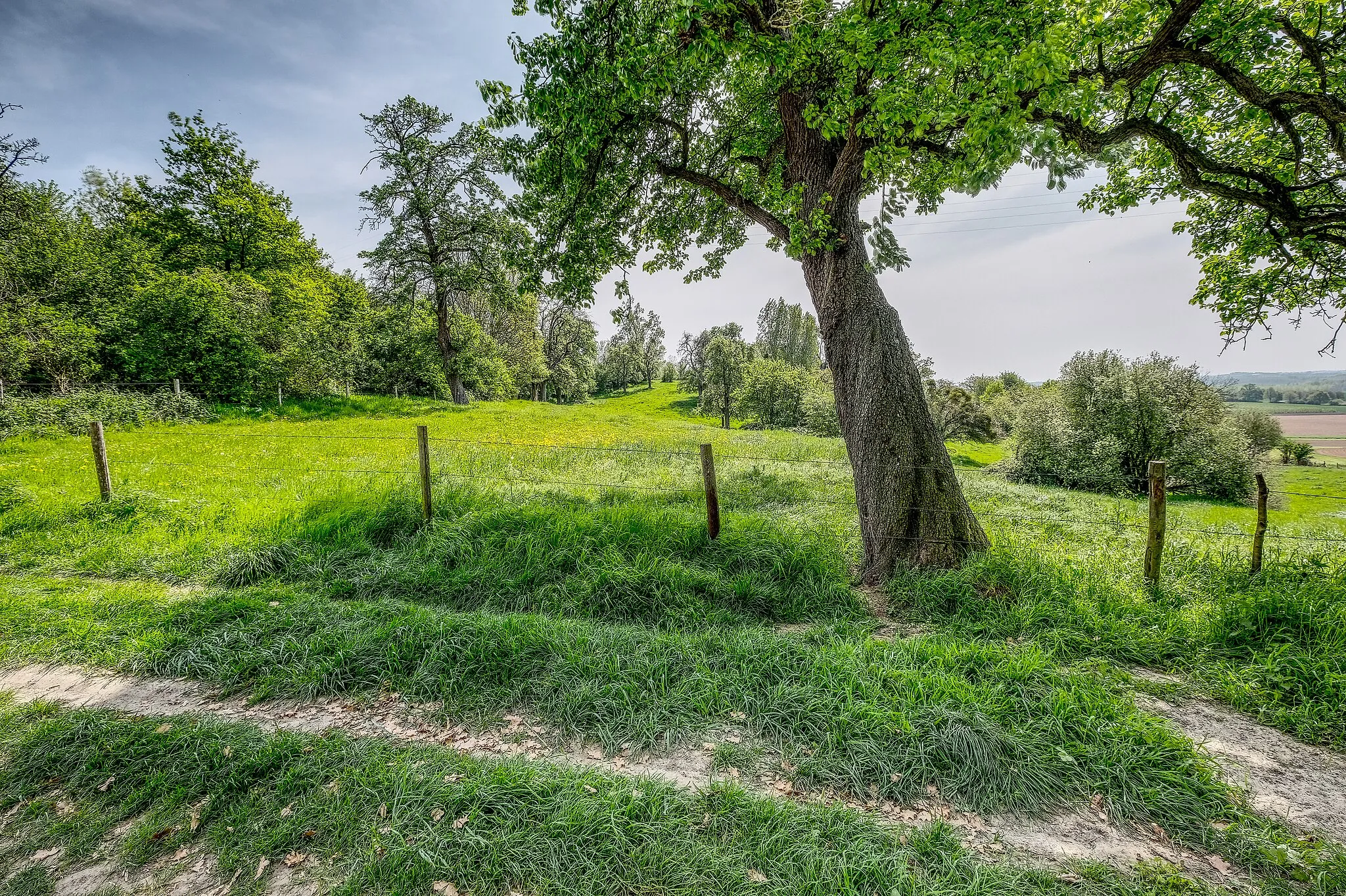 Photo showing: A old twisted pear tree in the Hesbanian landscape. In this meadow all pear trees are twisted more or less like this one. Always asked why on this location or is it a special kind of pear or ....