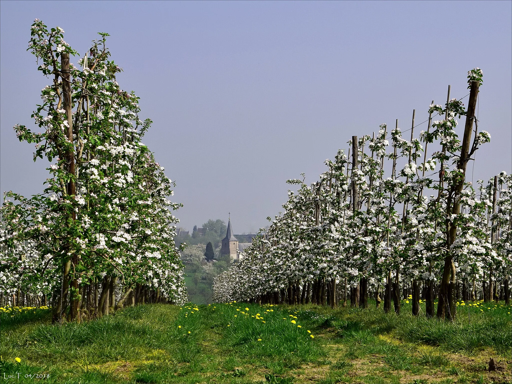 Photo showing: Sint-Servatiuschurch of village Groot-Loon behind the pear blossoms