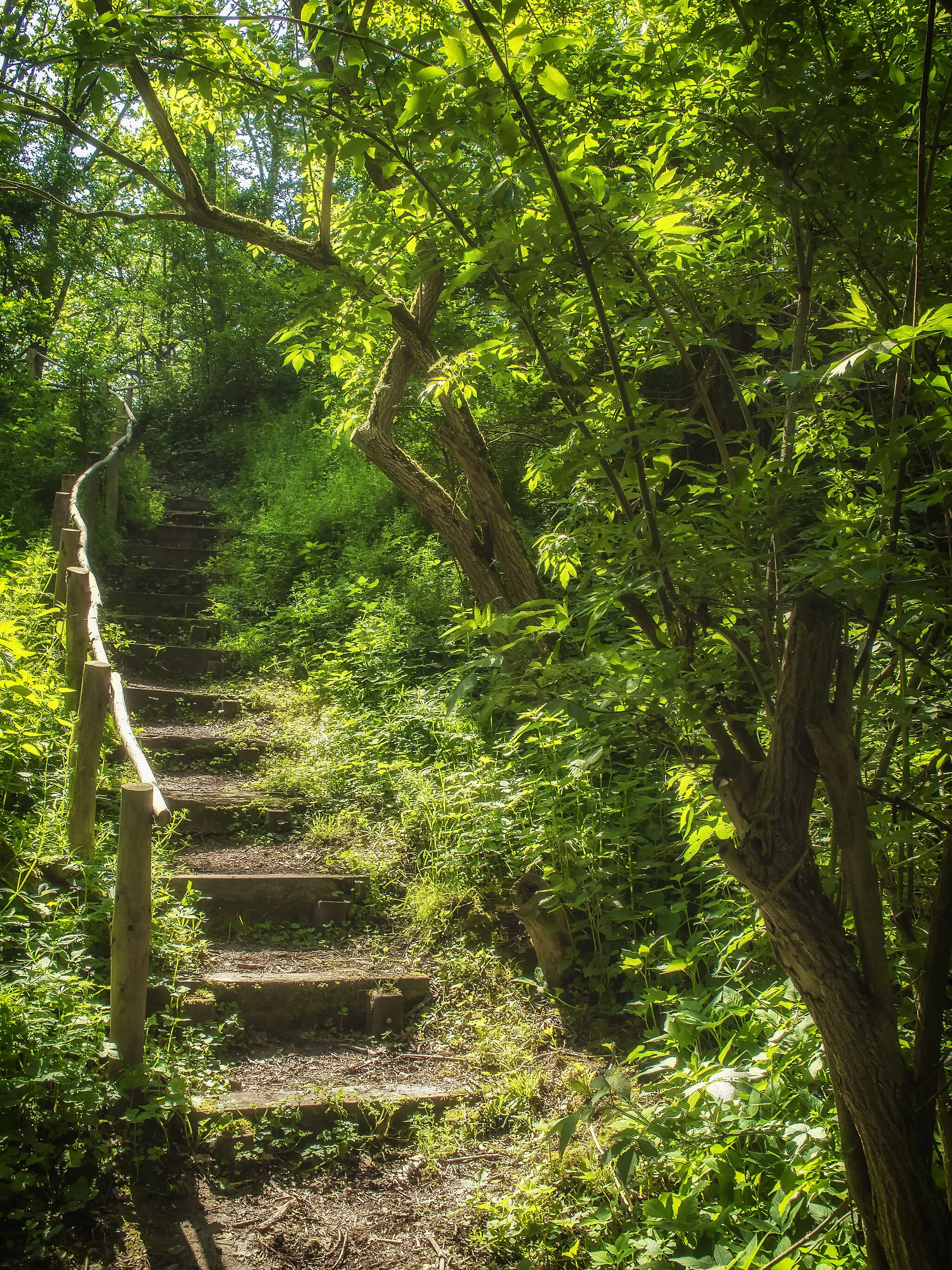 Photo showing: Stairway on a walking trail in Borgloon.