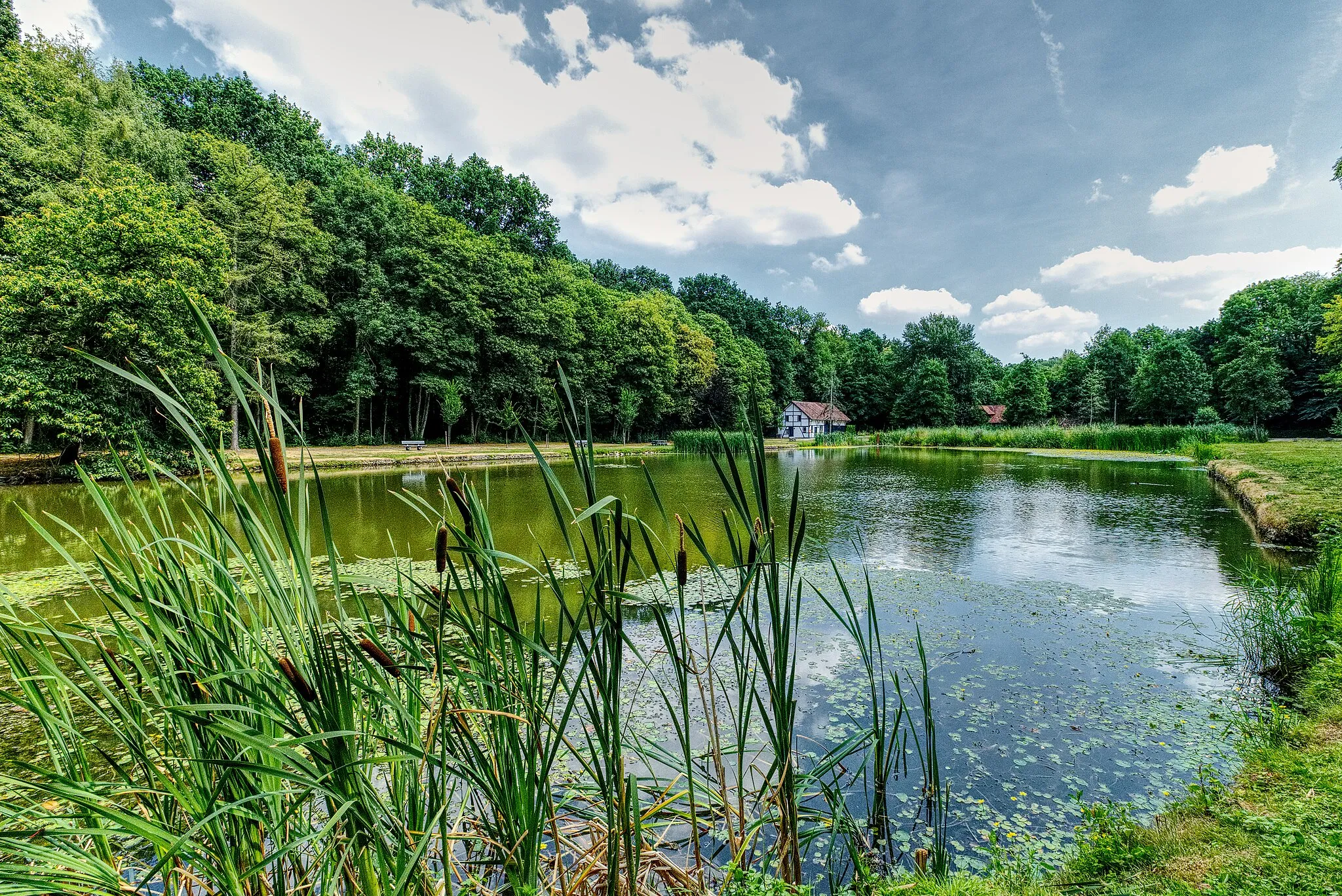 Photo showing: View on the pond at Nieuwenhoven (Belgium - Limburg).
