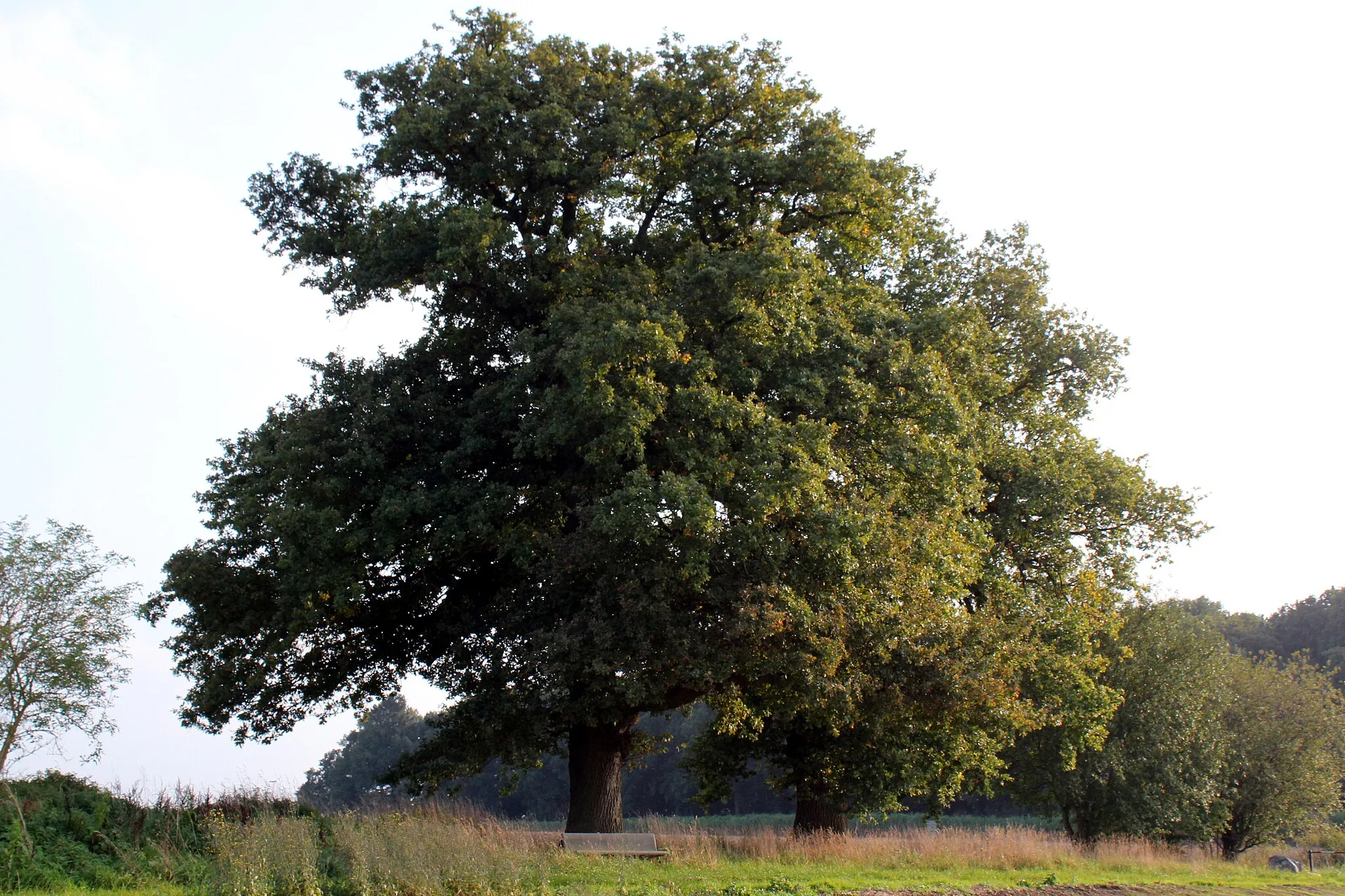 Photo showing: Orme, dit la Bourlotte et trois chênes (+ VILLERS-LE-BOUILLET/Vaux et Borset, Borset)
En avril 2013, la chute d'un des trois arbres : le magnifique orme 
(lien : http://www.lavenir.net/article/detail.aspx?articleid=DMF20130405_00292354)
COORDONEES : 50° 36′ 07″ Nord 5° 15′ 04″ Est

Code interne : 61068-CLT-0002-01