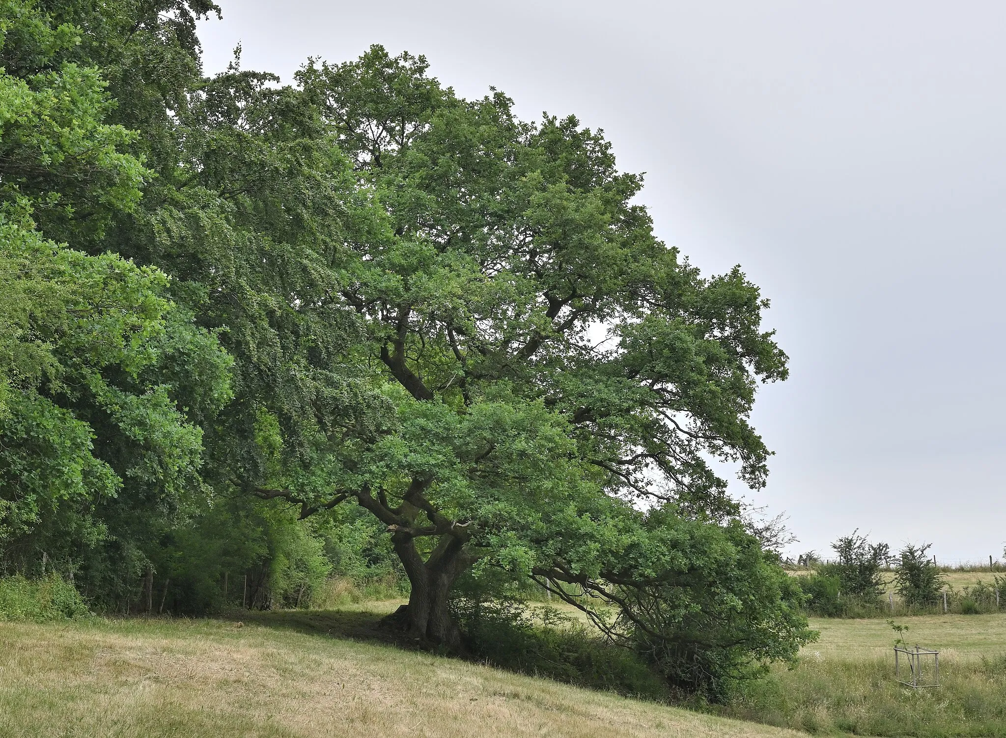 Photo showing: Bigonville, Luxembourg commune of Rambrouch: an old oak tree in the nature reserve Dermicht of Foundation Hëllef fir d'Natur. Photo taken on 28 June 2023 during Grand-Duc Henri's visit to the reserve.