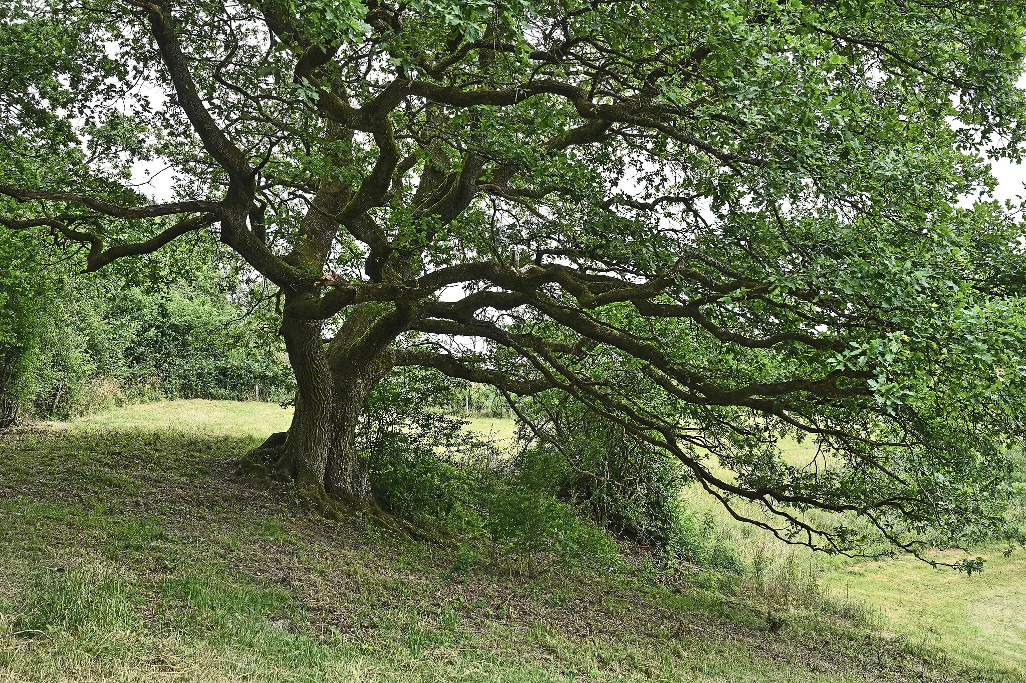 Photo showing: Bigonville, Luxembourg commune of Rambrouch: an old oak tree in the nature reserve Dermicht of Foundation Hëllef fir d'Natur. Photo taken on 28 June 2023 during Grand-Duc Henri's visit to the reserve