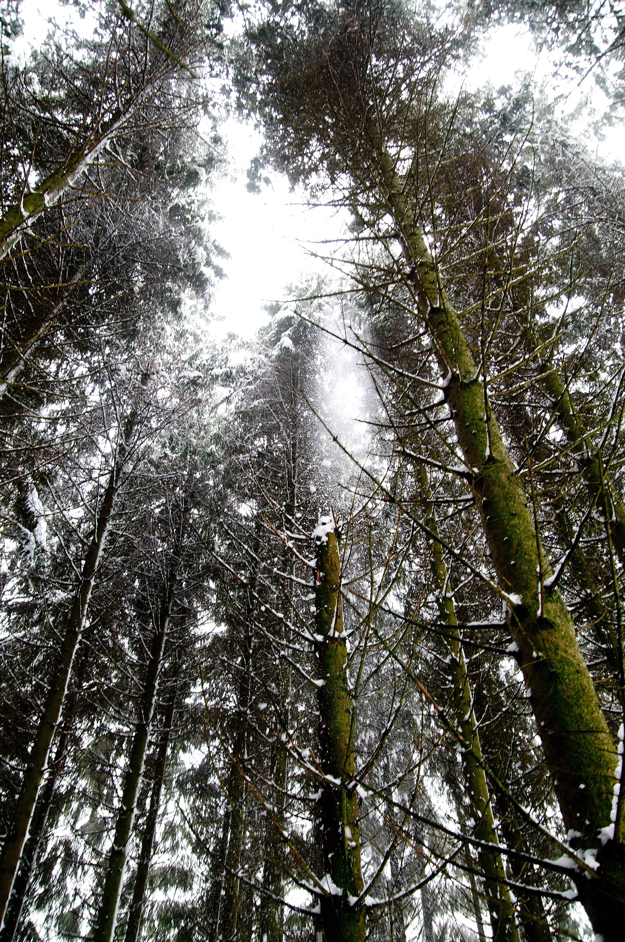 Photo showing: Bois Jacques near Foy