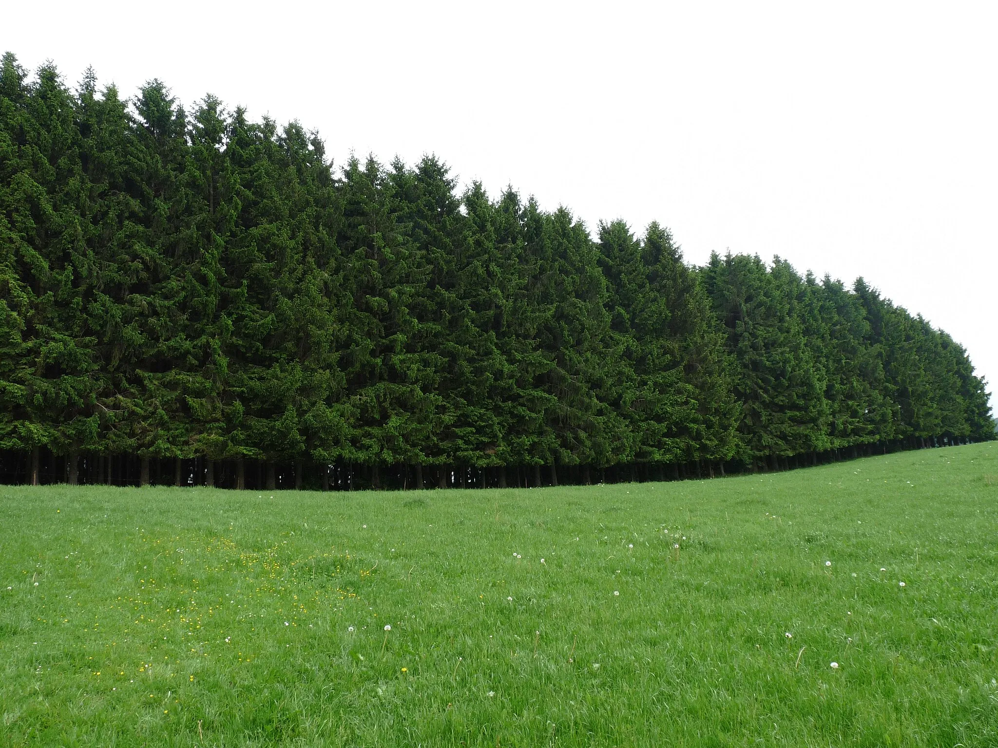 Photo showing: A forest near Châtillon, Belgium