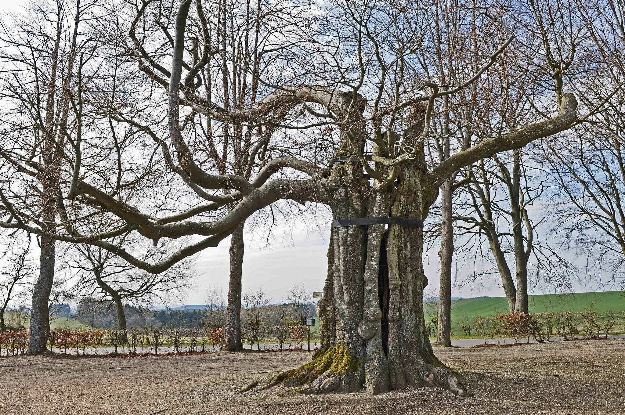 Photo showing: Wolframsbich op der Wolwener Klaus. Kategorie:Gemeng Rammerech + Wolwener