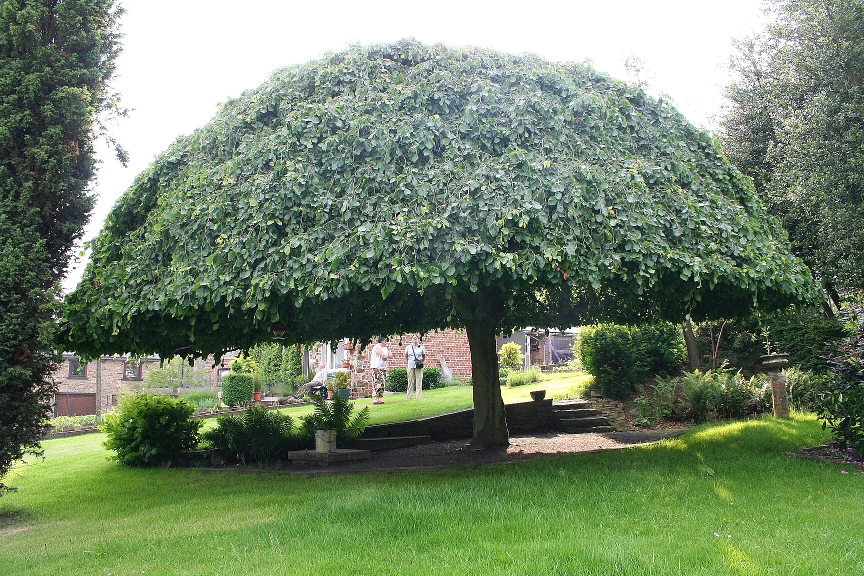 Photo showing: European beech (Fagus sylvatica Cv. Pendula).