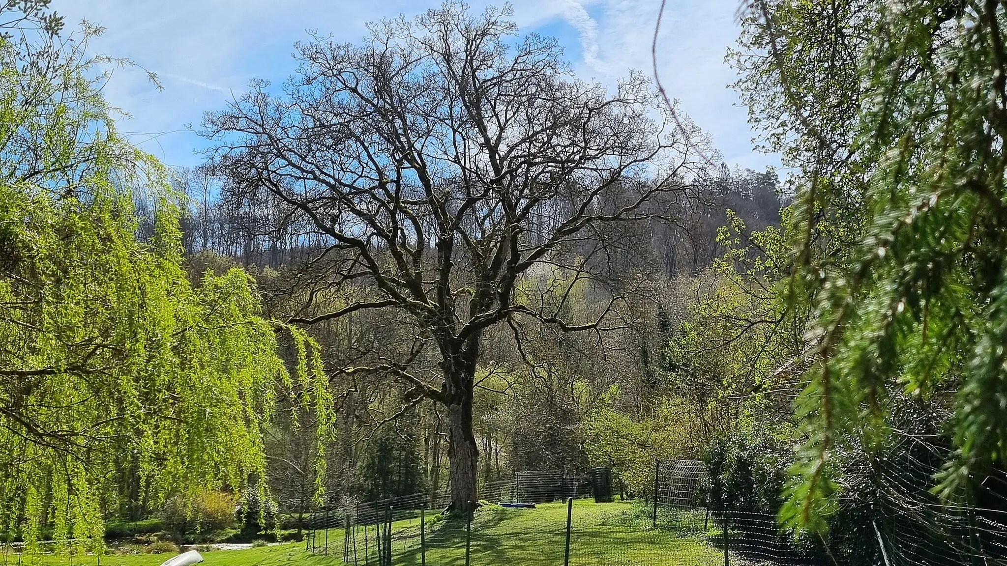 Photo showing: L’érable sycomore (Acer pseudoplatanus) dans le parc de l’ancien Hôtel Simmerschmelz (commune Habscht), inscrit à l’inventaire supplémentaire - Arrêté ministériel du 29 mars 1974 et classé parmi les Arbres remarquables subventionnables.