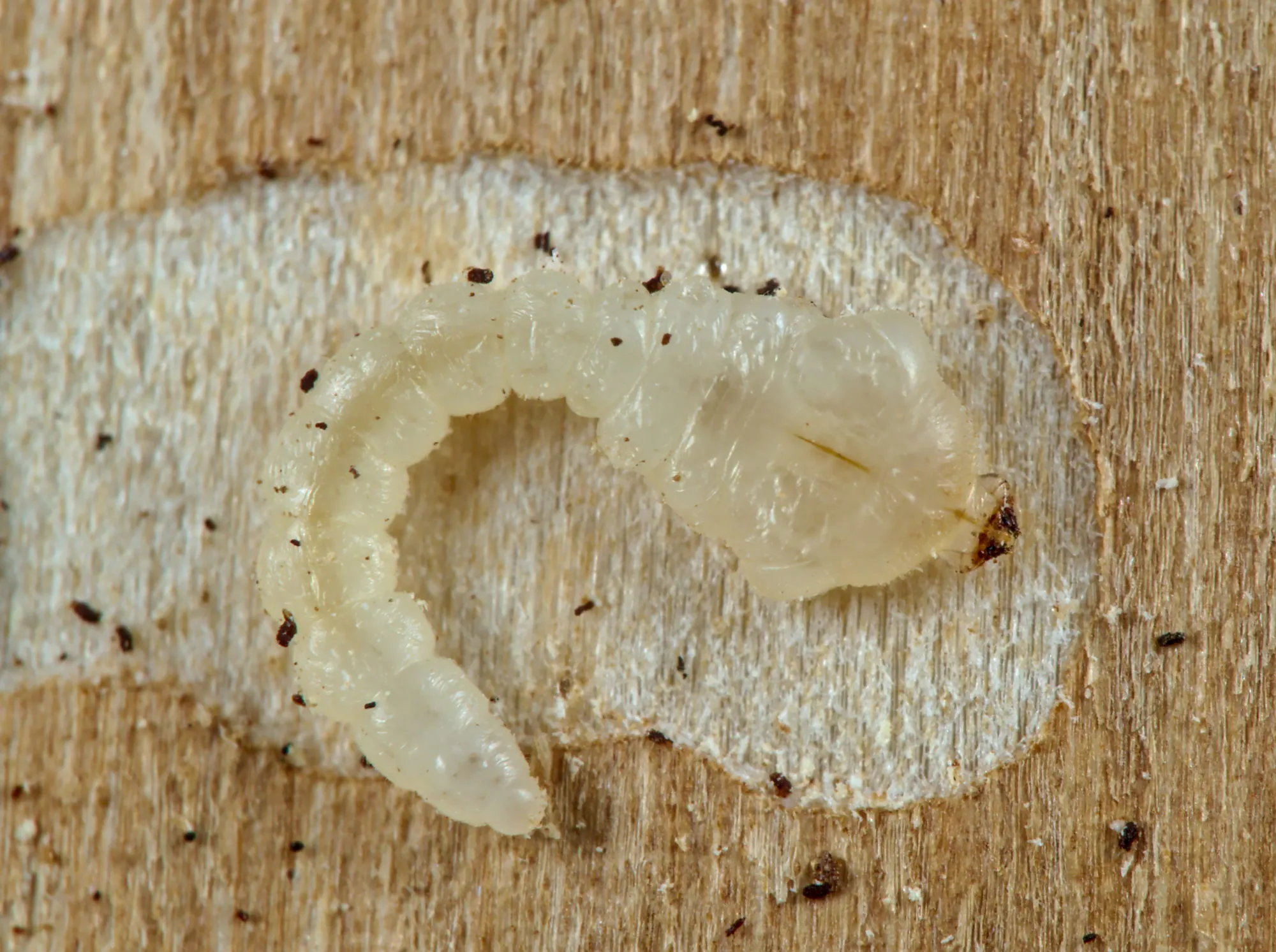 Photo showing: Photo of Anthaxia quadripunctata larva on Picea abies uploaded from iNaturalist. ID confirmed by COI barcoding