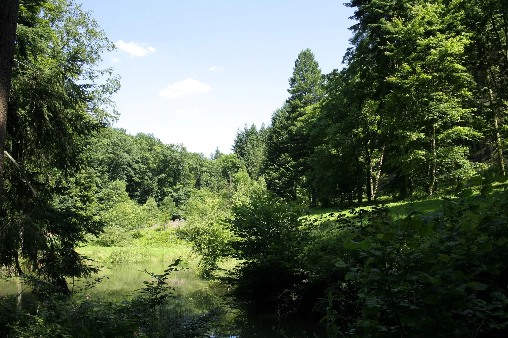 Photo showing: Rendeux (Belgium),  the pond of the Robert Lenoir Arboretum.