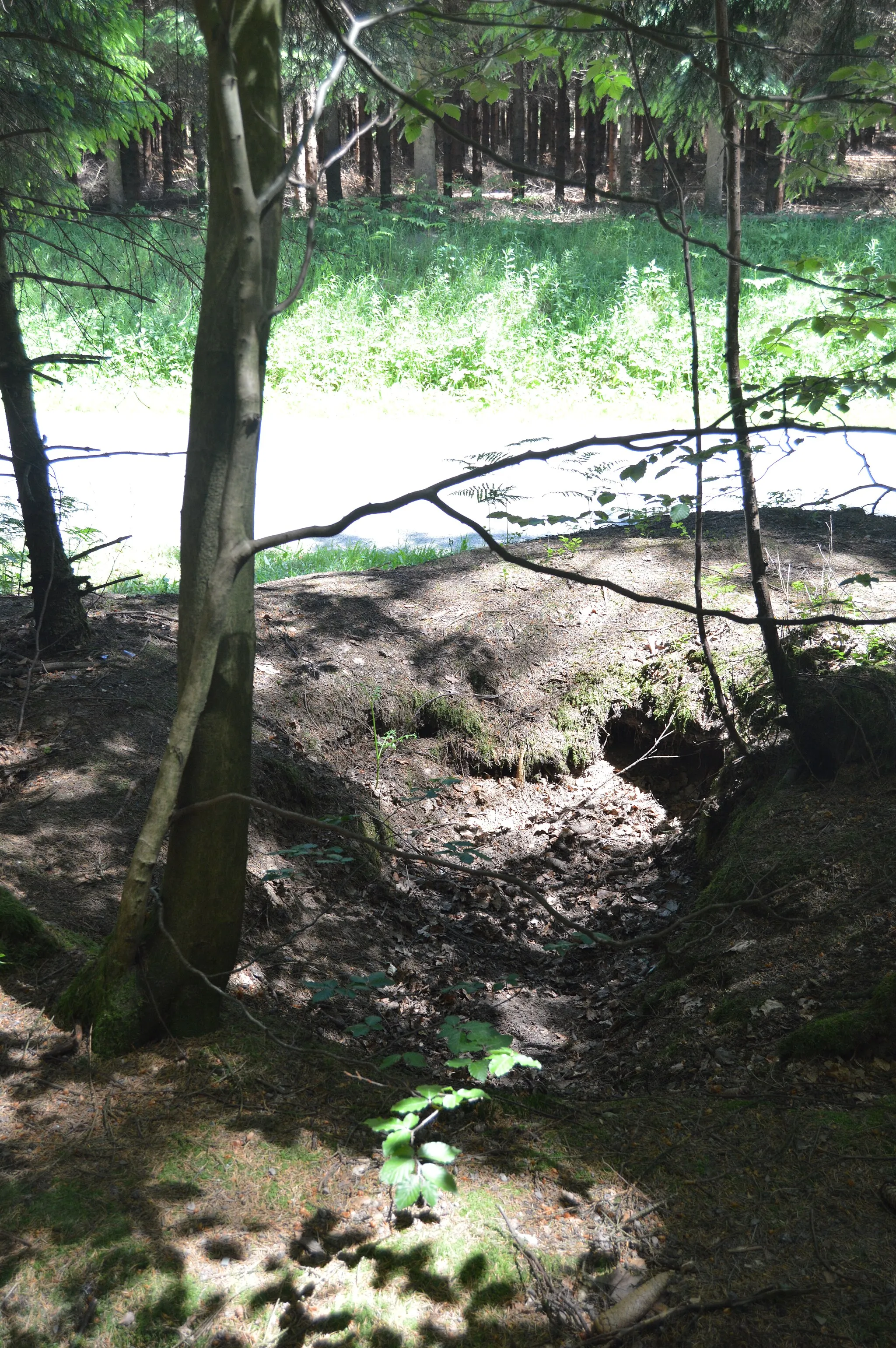 Photo showing: Foxholes in the Jacques Wood at Foy, Bastogne, Belgium. These holes were used by the Easy Company (101st Airbones Division) in December 1944 and January 1945 to defend Bastogne during the Battle of the Bulge. The place is evocated during episode 7 The Breaking Point of the TV minisery Band of Brothers