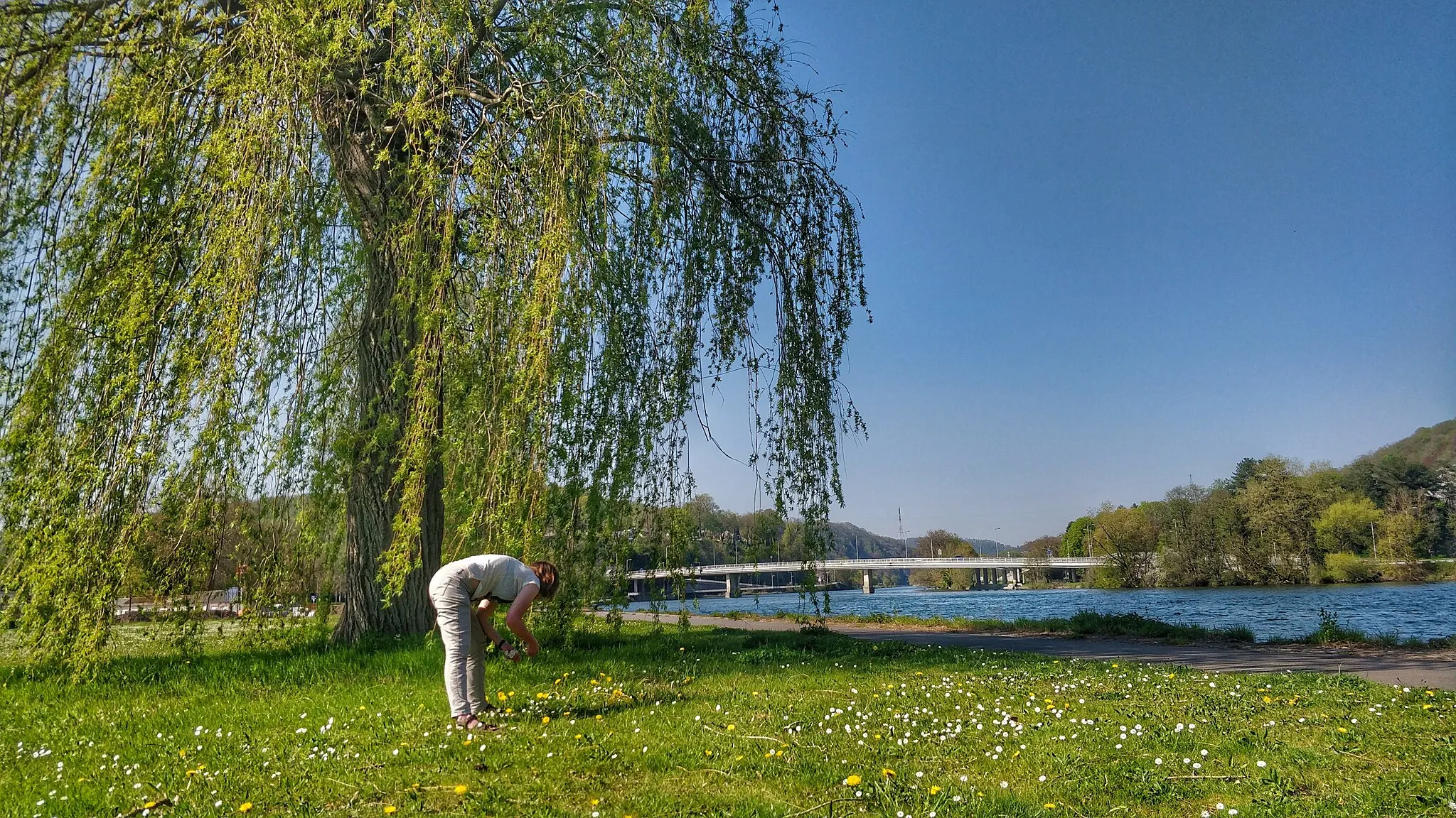 Photo showing: Wild spring flowers being picked next to the river Meuse in Wallonia, Belgium.