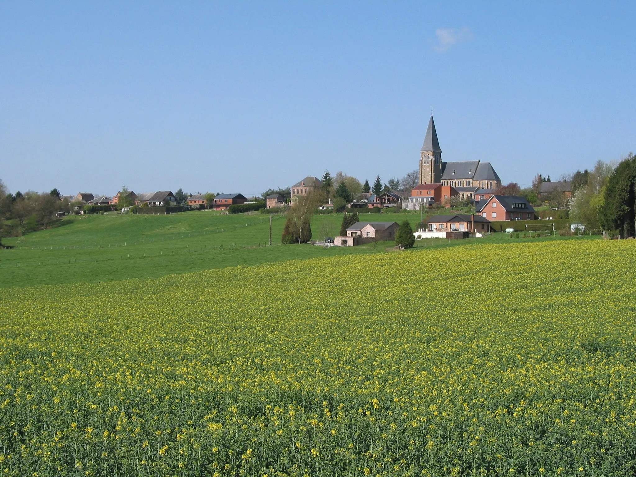 Photo showing: Sovet (Belgium), the colza field.