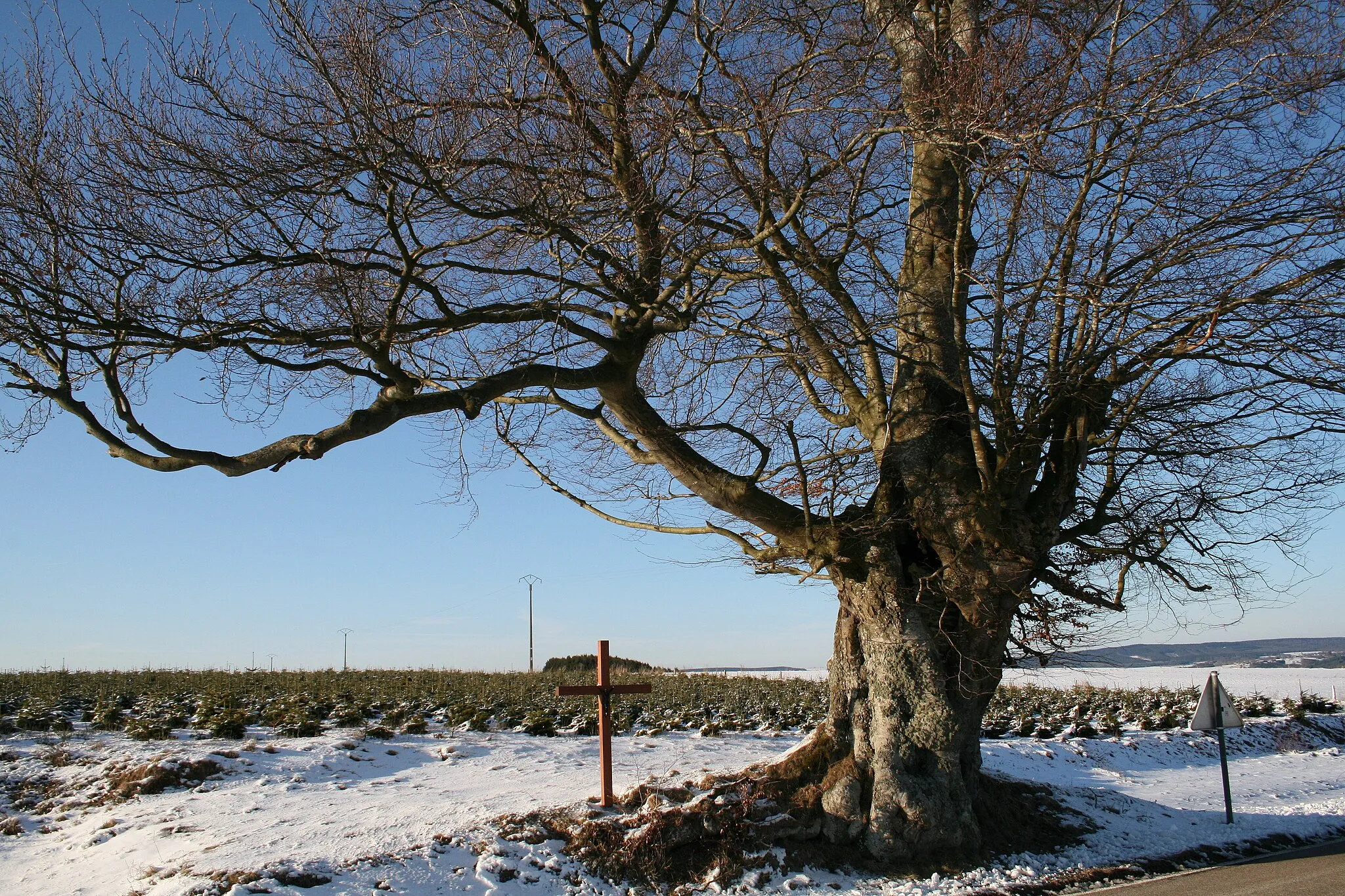 Photo showing: Nisramont (Belgique) - Le hêtre de la croix Saint-Martin (Fagus sylvatica).
Circonférence du chêne mesurée à  1m50 du sol: 562 cm (2010).