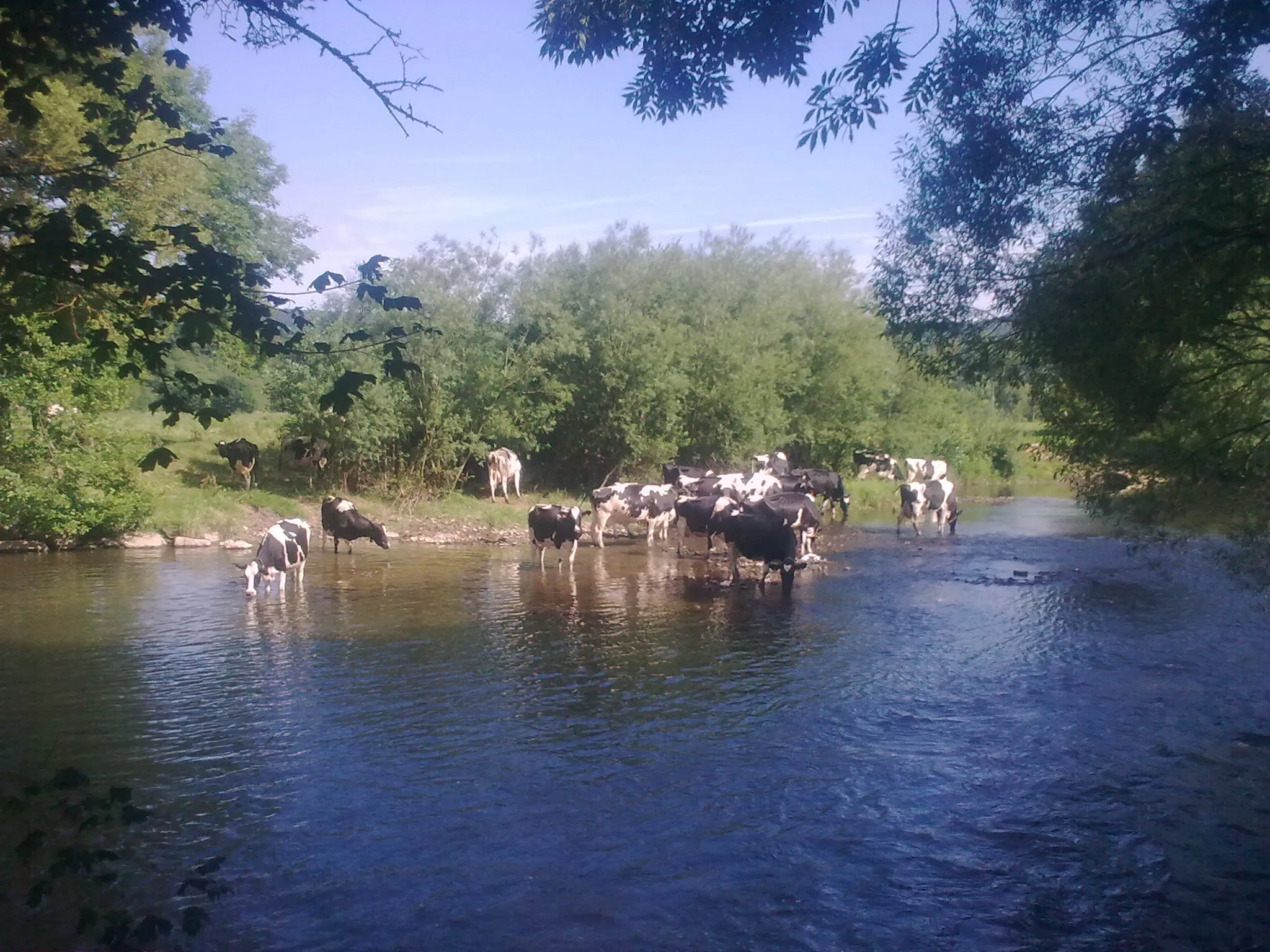 Photo showing: Cows bathing and drinking in river Lesse, as seen from CAMPING LA ROMAGNE. Rue de la Marbrerie, 12. B-5563 HOUR (HOUYET), Belgium.