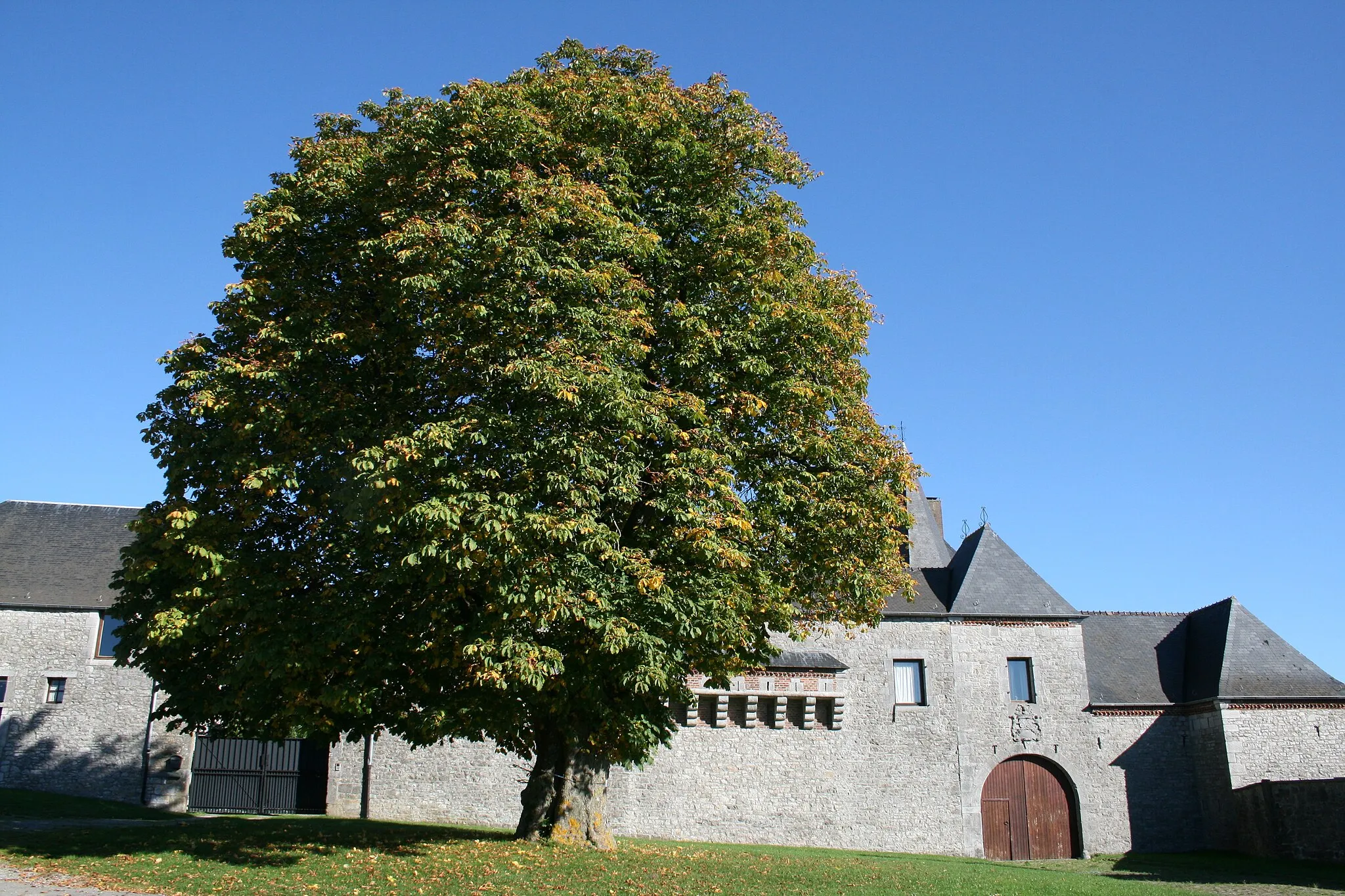 Photo showing: Horse-chestnut.