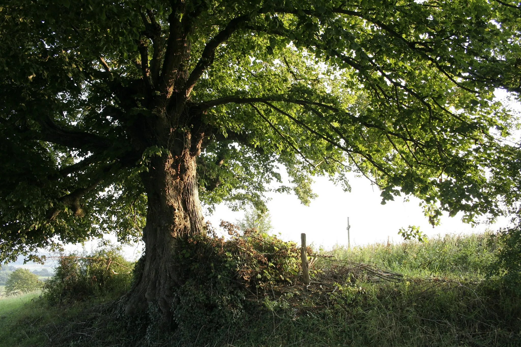 Photo showing: Wavreille, le vieux tilleul à grandes feuilles Tilia platyphyllos dit "Tyou dol tchapèle" s'élevant ou s'étendait autrefois le village de Biètrenne décimé par la peste au XVIIe siècle.