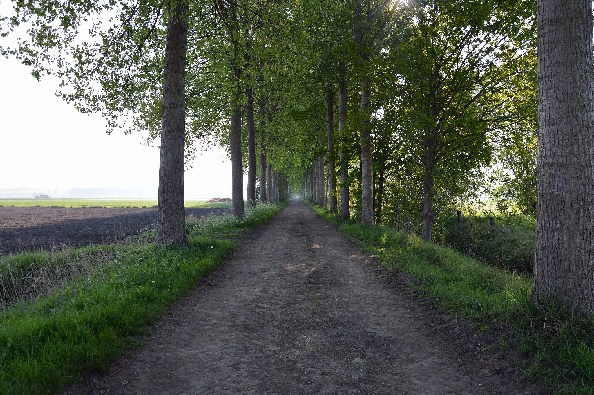 Photo showing: Nameless lane, Moerbeke, 2020