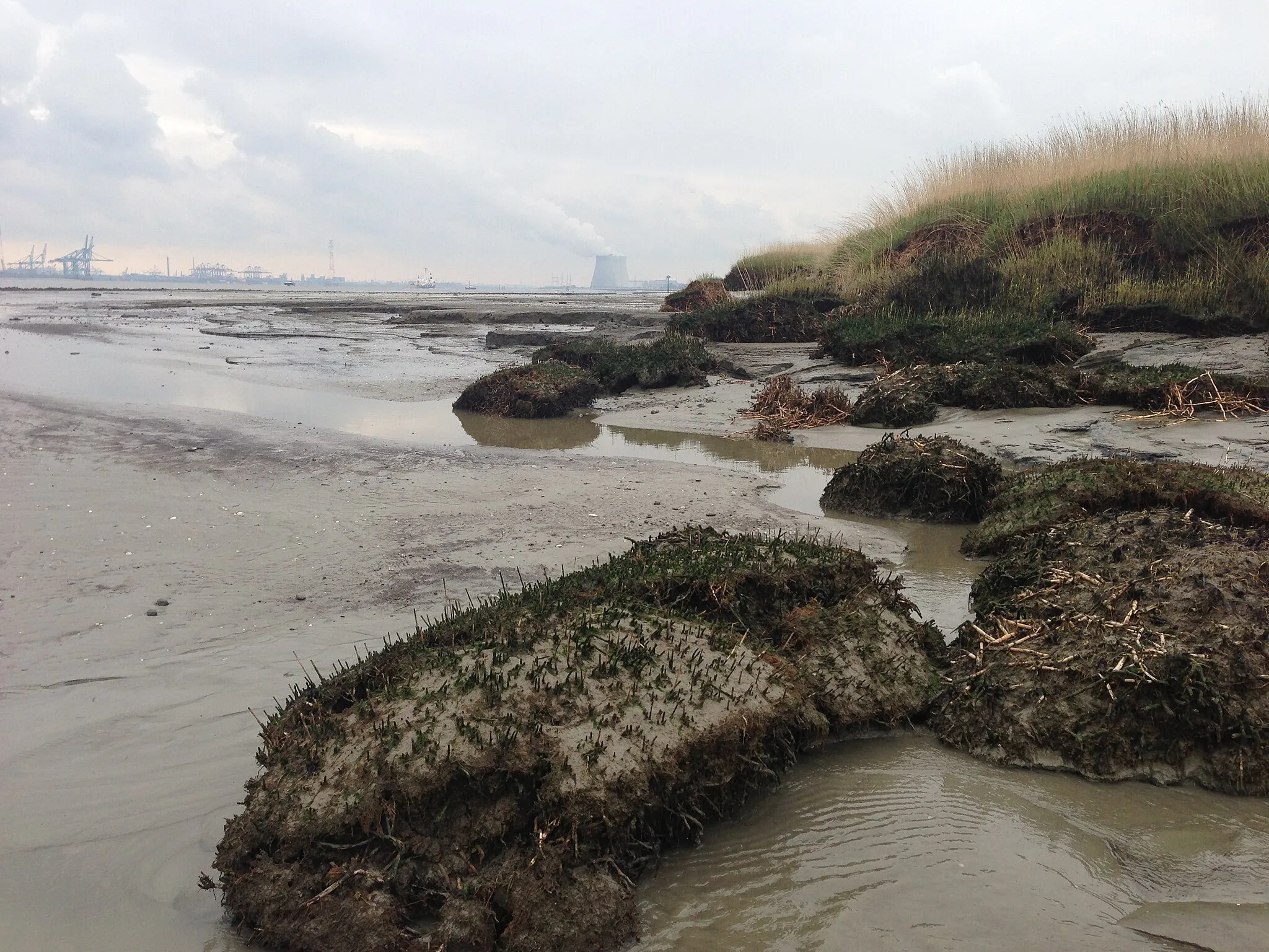 Photo showing: Erosie van het schor aan de buitenrand van Saeftinghe, aan de Westerschelde