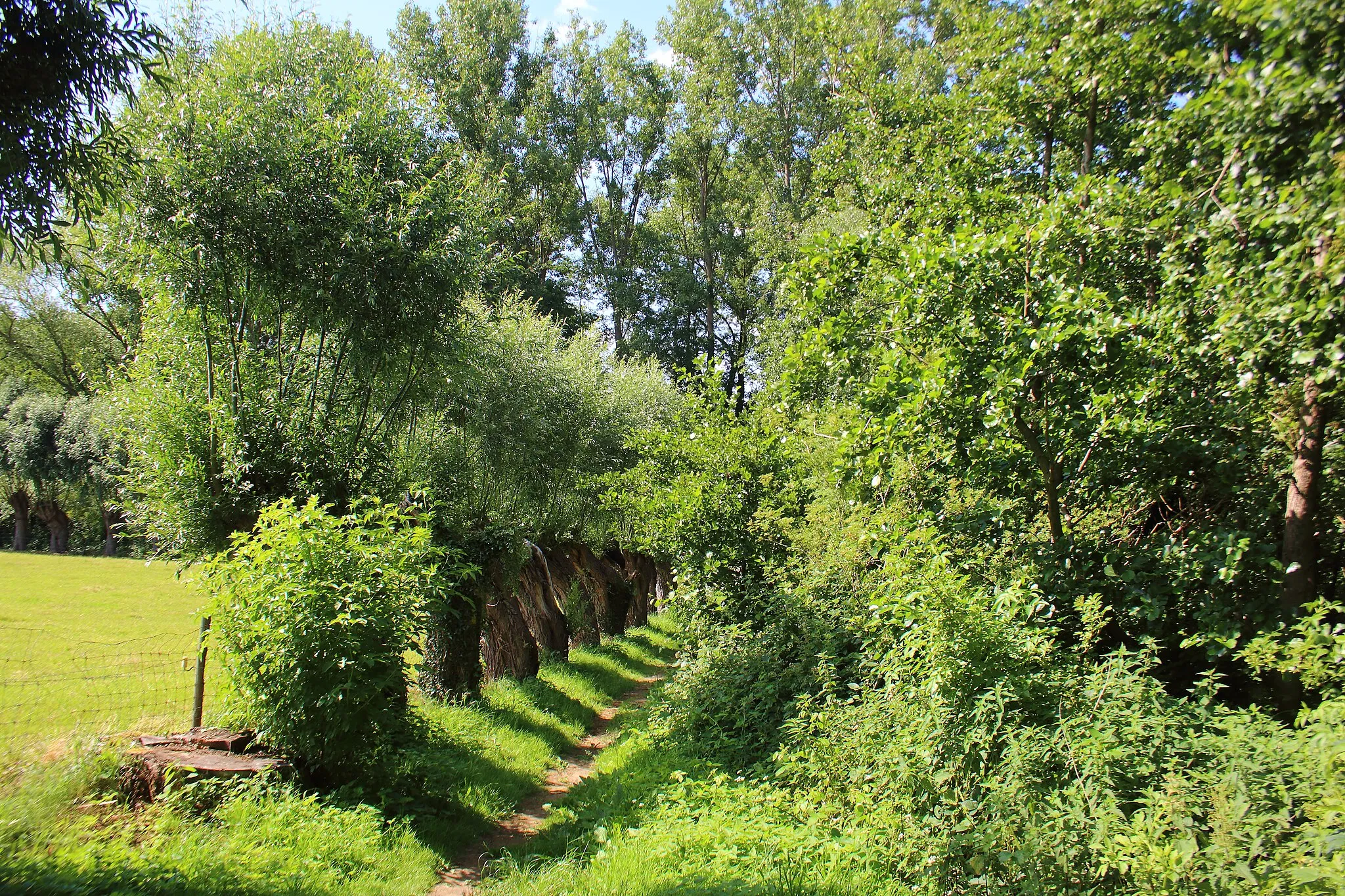 Photo showing: Kordaalbos, Nokere, Kruisem, Vlaanderen, België