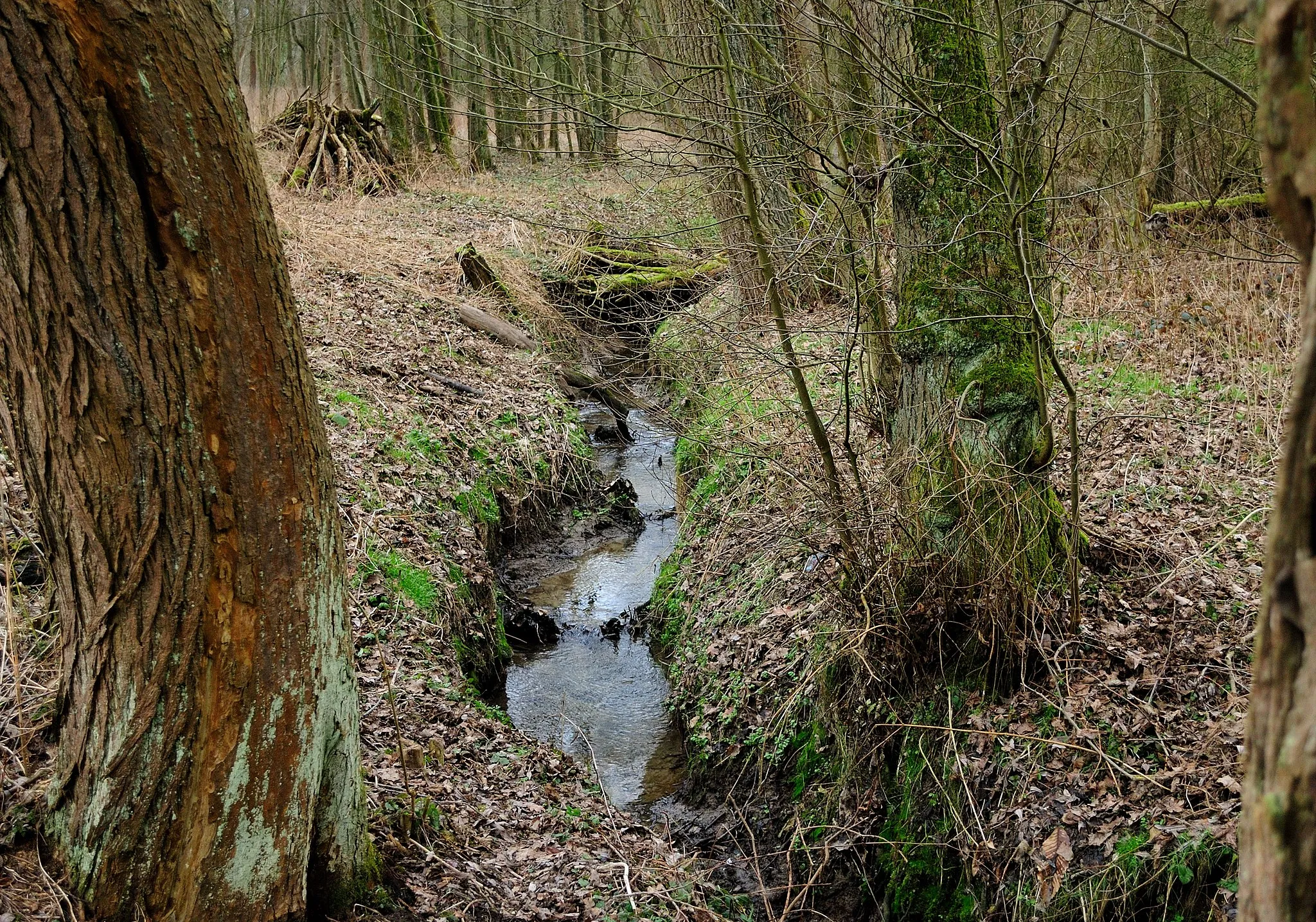 Photo showing: Broekbeek creek at Asse, Belgium. Nikon D60 f=26mm f/5 at 1/100s ISO 400. Processed using Nikon ViewNX 1.5.2 and GIMP 2.6.6.