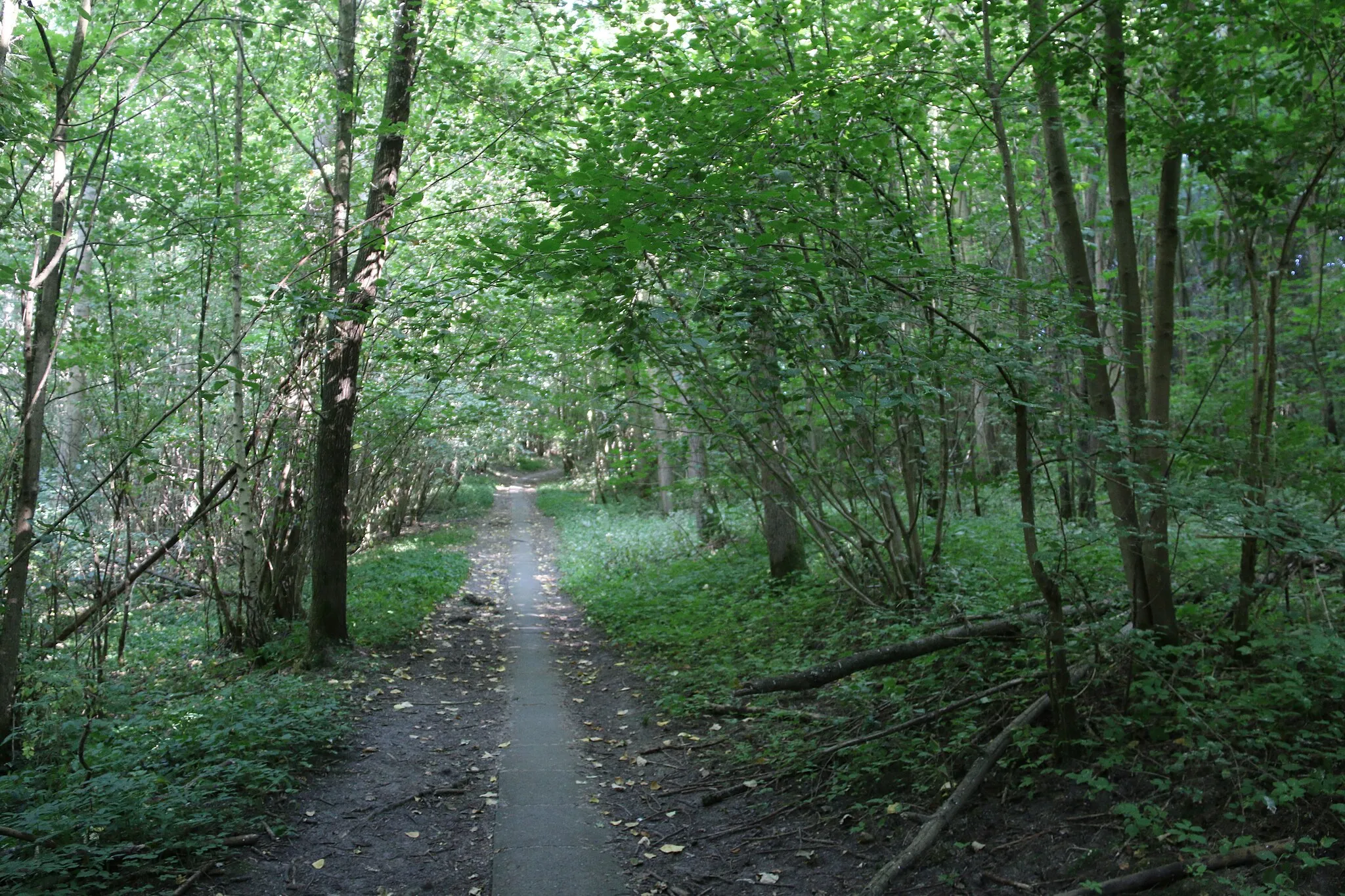 Photo showing: Bois de Pétrieux