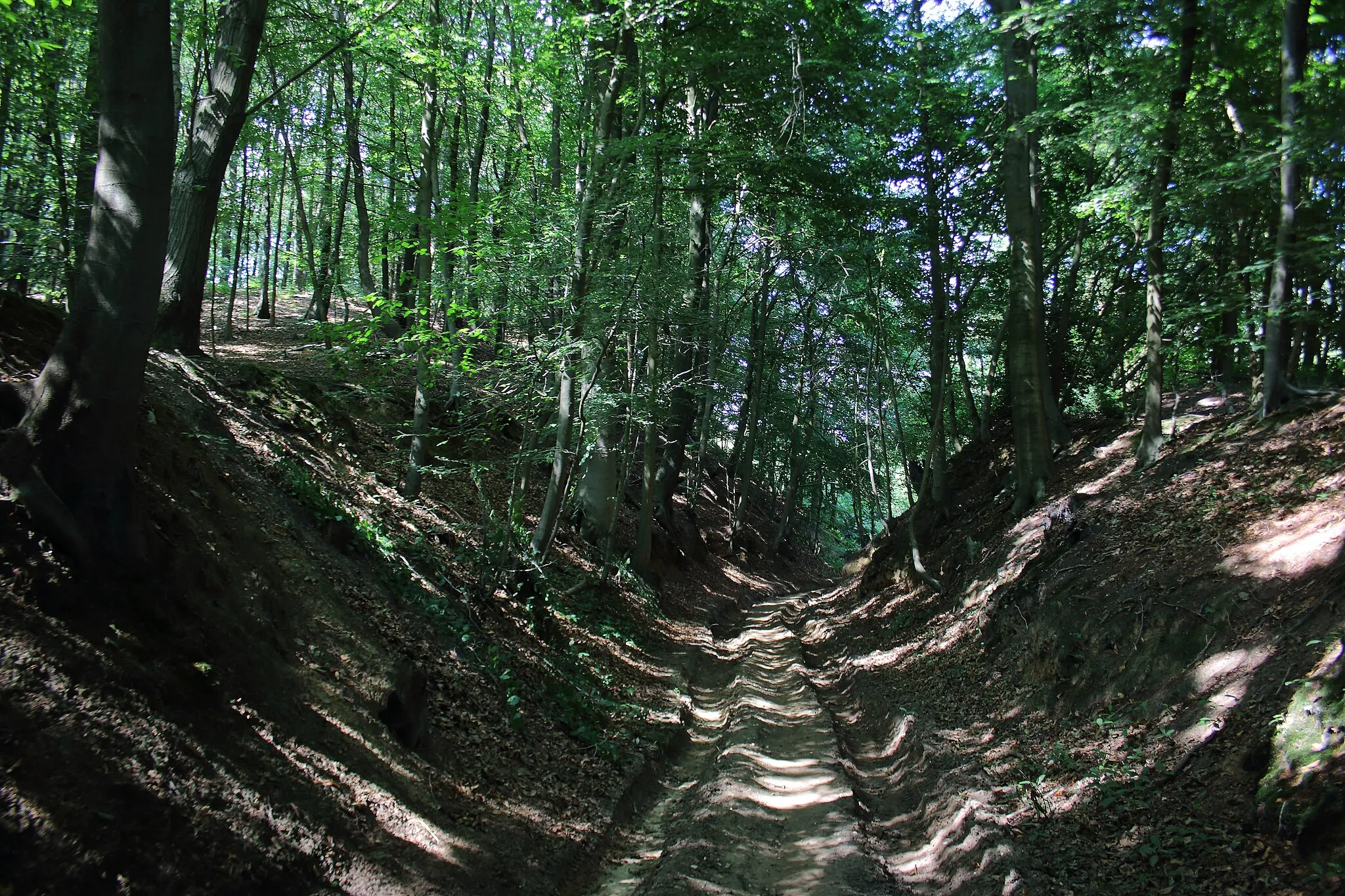 Photo showing: Bois du Pottelberg - Pottelbergbos, Flobecq - Vloesberg, Pays des Collines, Hainaut - Henegouwen, Wallonie - Wallonië, Belgique - België