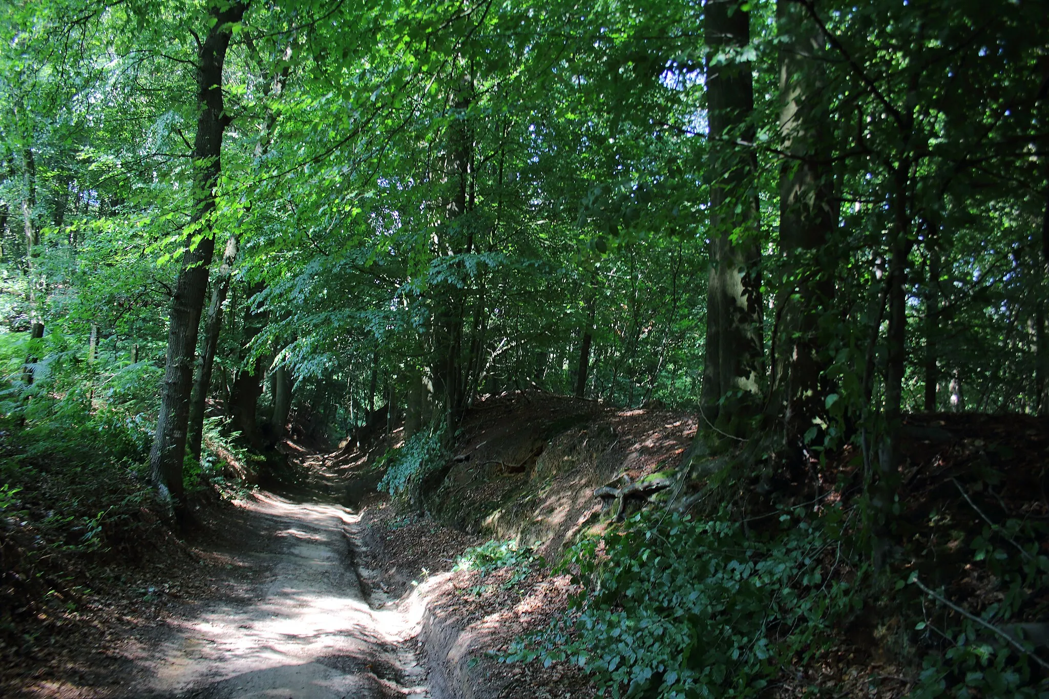 Photo showing: Bois du Pottelberg - Pottelbergbos, Flobecq - Vloesberg, Pays des Collines, Hainaut - Henegouwen, Wallonie - Wallonië, Belgique - België