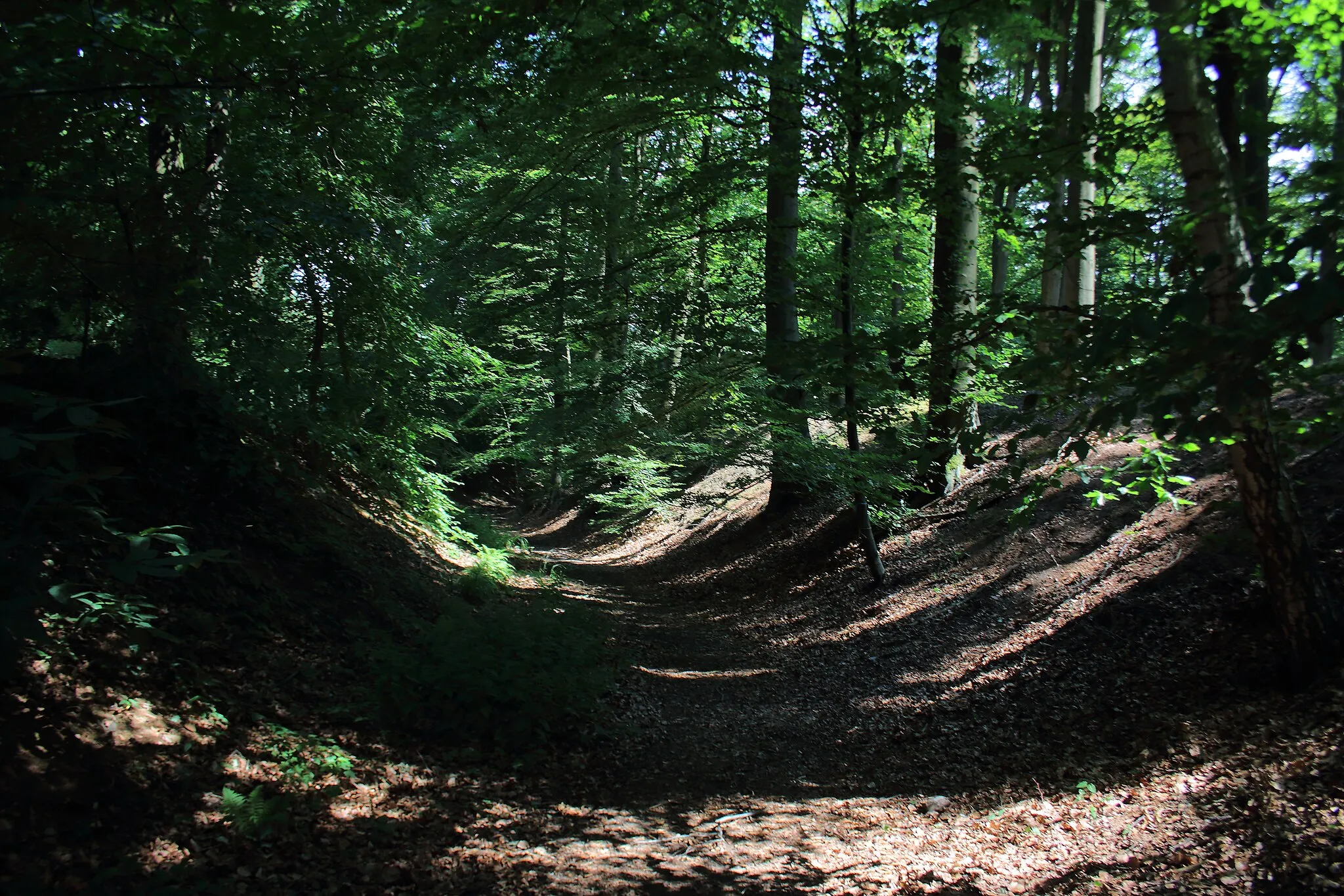 Photo showing: Bois du Pottelberg - Pottelbergbos, Flobecq - Vloesberg, Pays des Collines, Hainaut - Henegouwen, Wallonie - Wallonië, Belgique - België
