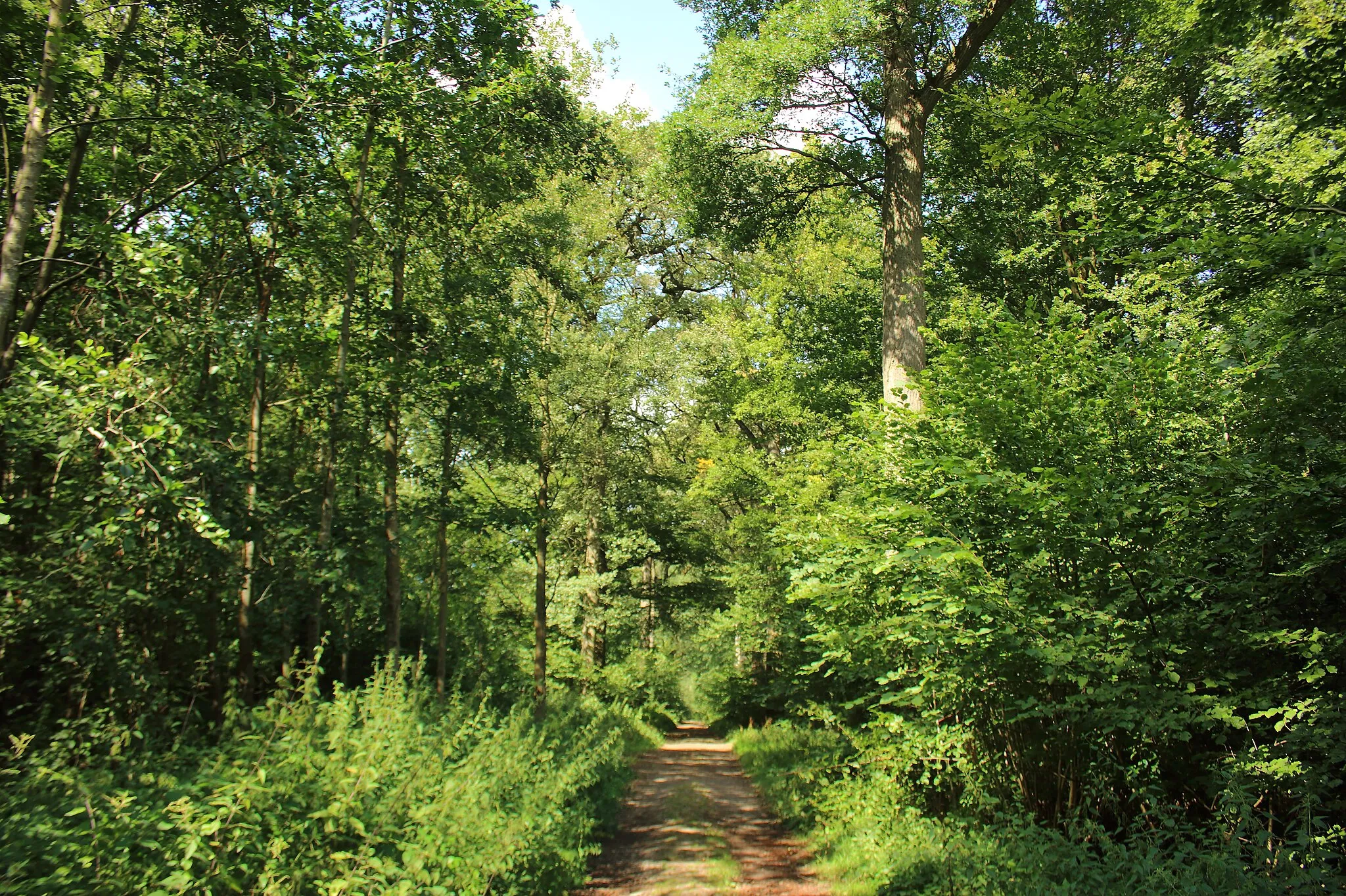 Photo showing: Bois d'Acren, Lessines, Wallonie, Belgique