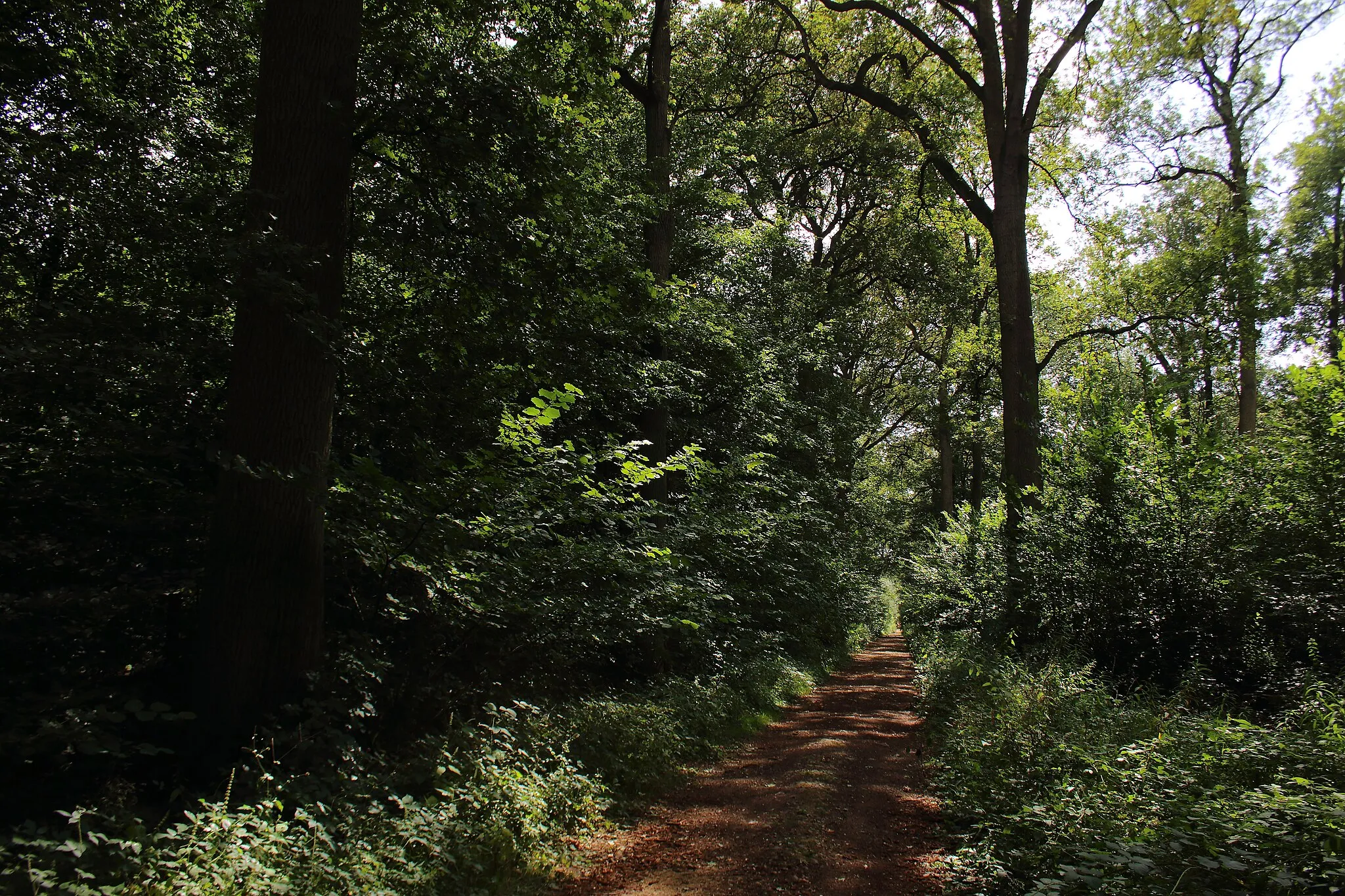 Photo showing: Bois d'Acren, Lessines, Wallonie, Belgique