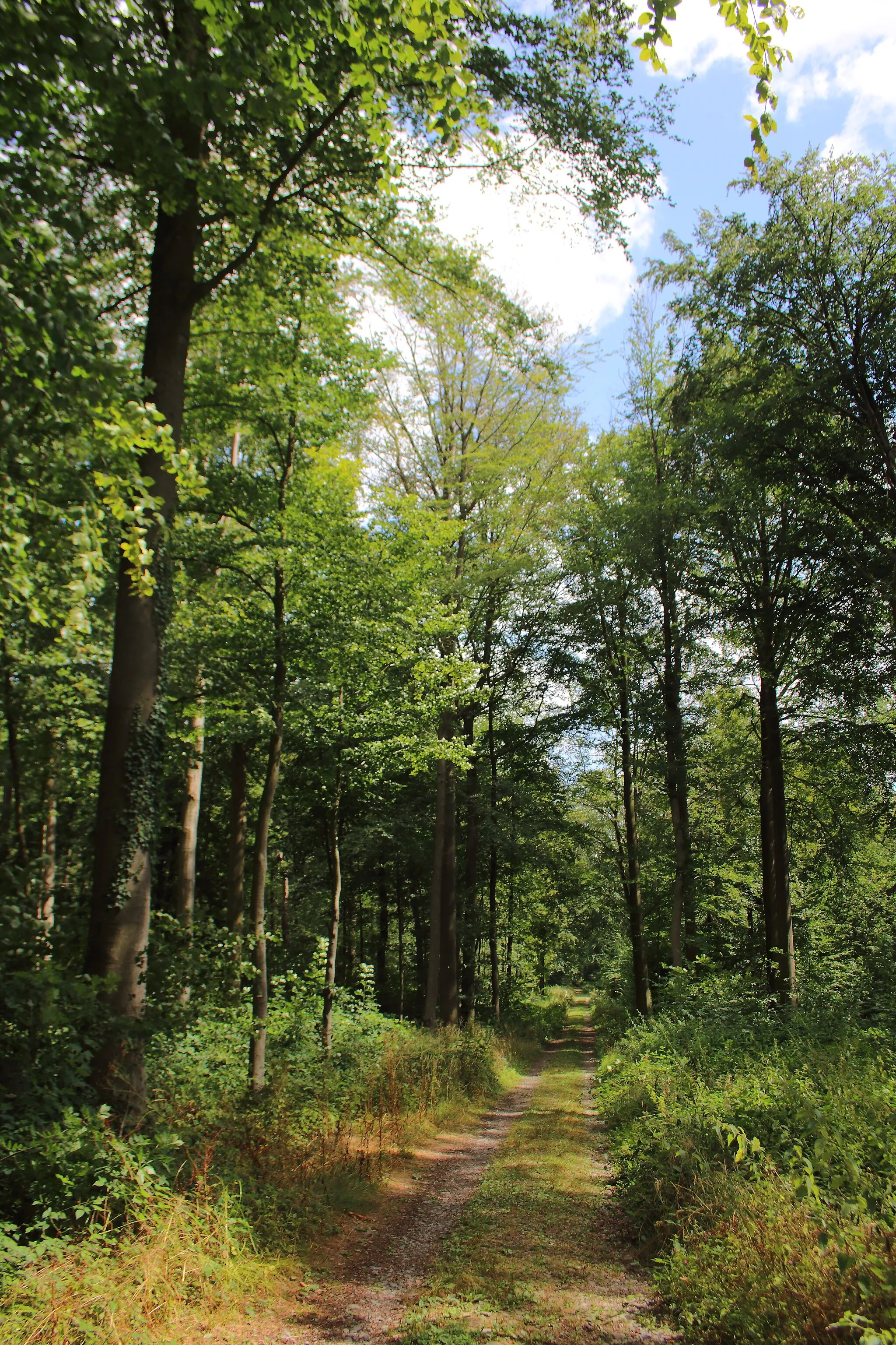 Photo showing: Bois d'Acren, Lessines, Wallonie, Belgique