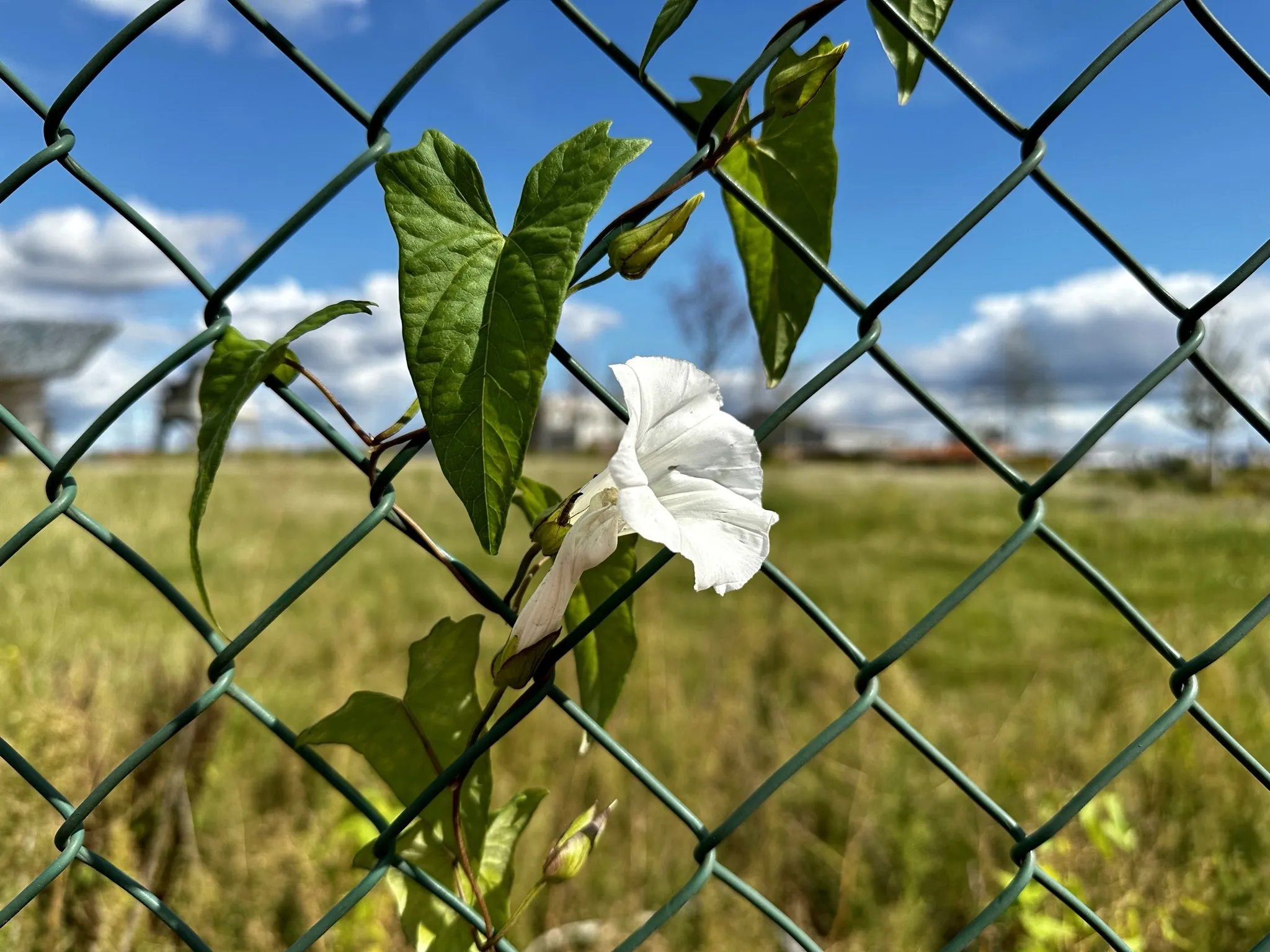 Photo showing: White flower on a fence in Antwerp, Belgium