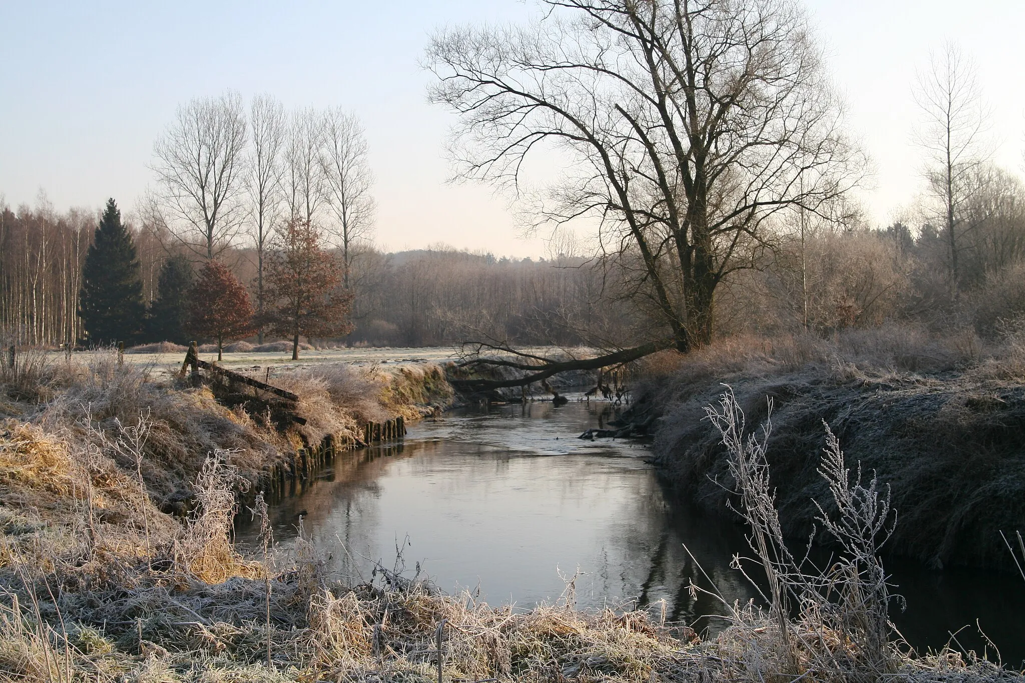 Photo showing: De Dijle, eind januari, ten zuiden van Leuven in het natuurgebied "De Doode Bemde" te St. Joris Weert, deelgemeente van Oud-Heverlee