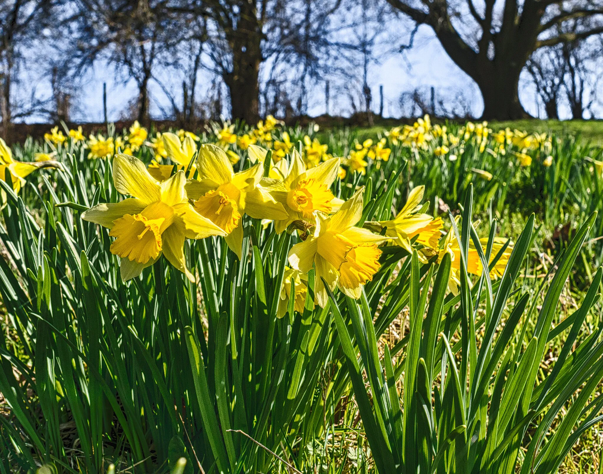 Photo showing: Wild daffodils in Spring.