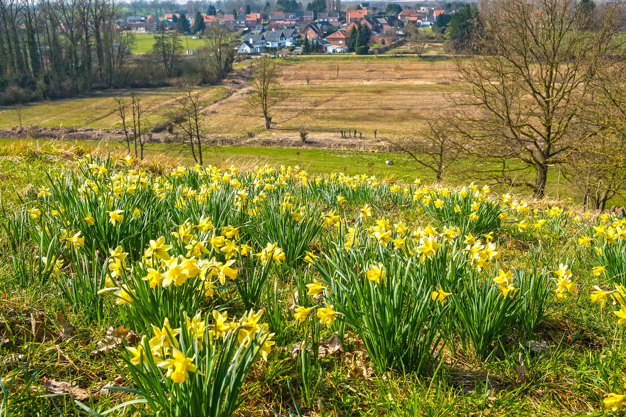 Photo showing: Field of Daffodils on the hill of Overbroek in Sint-Truiden (Belgium).